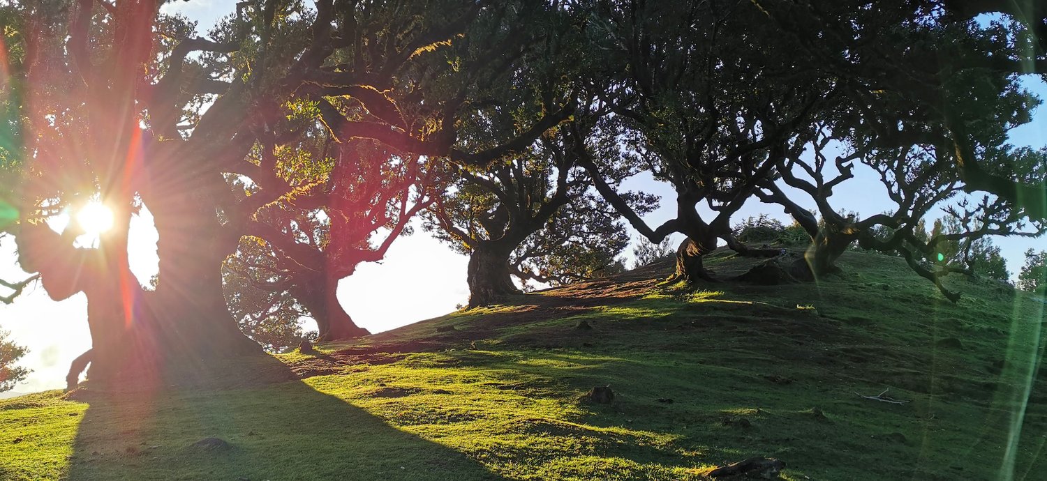Fanal Madeira Sonne scheint durch Bäume