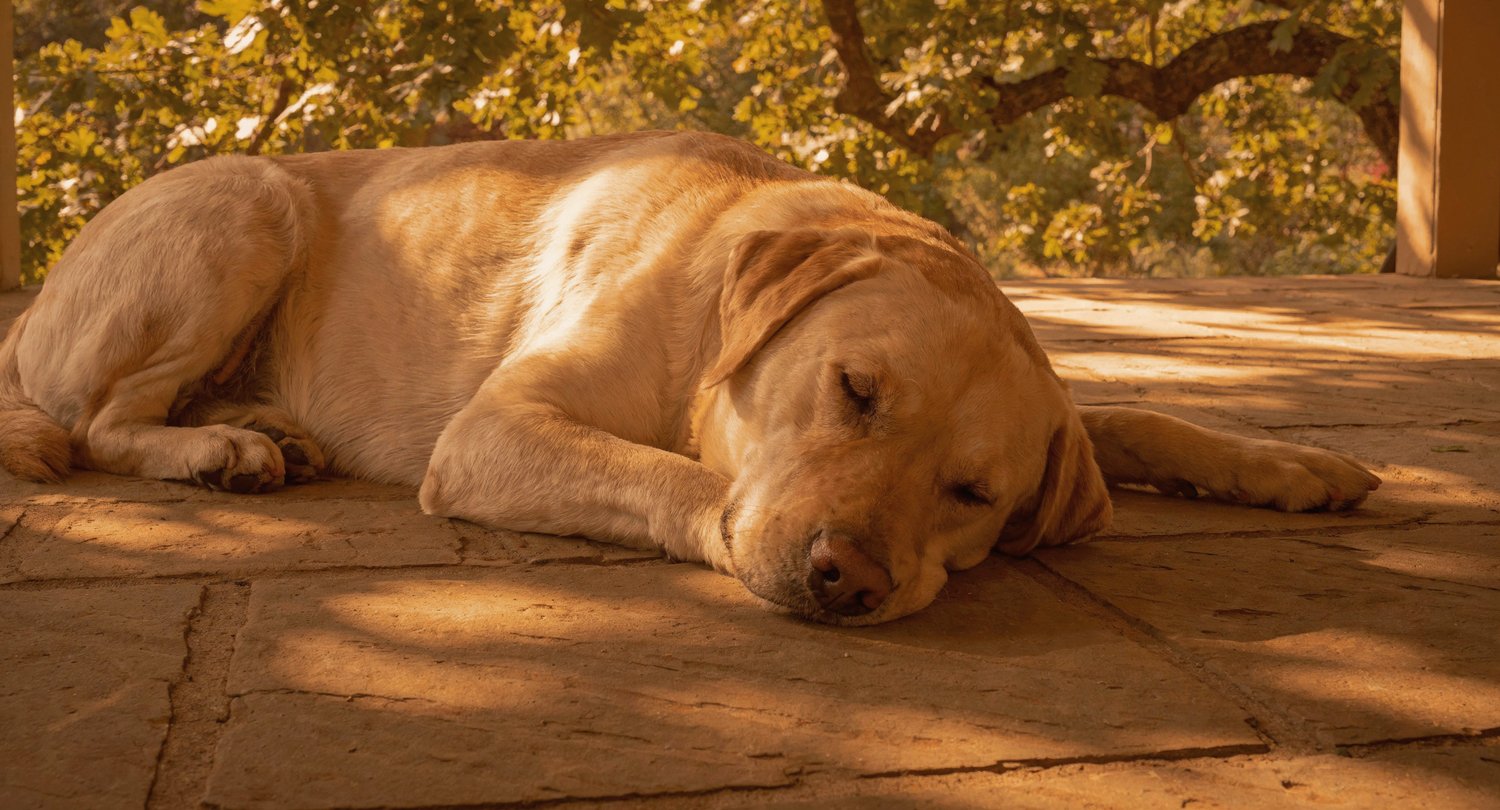 Why Your Dog’s Coat Loses Its Shine