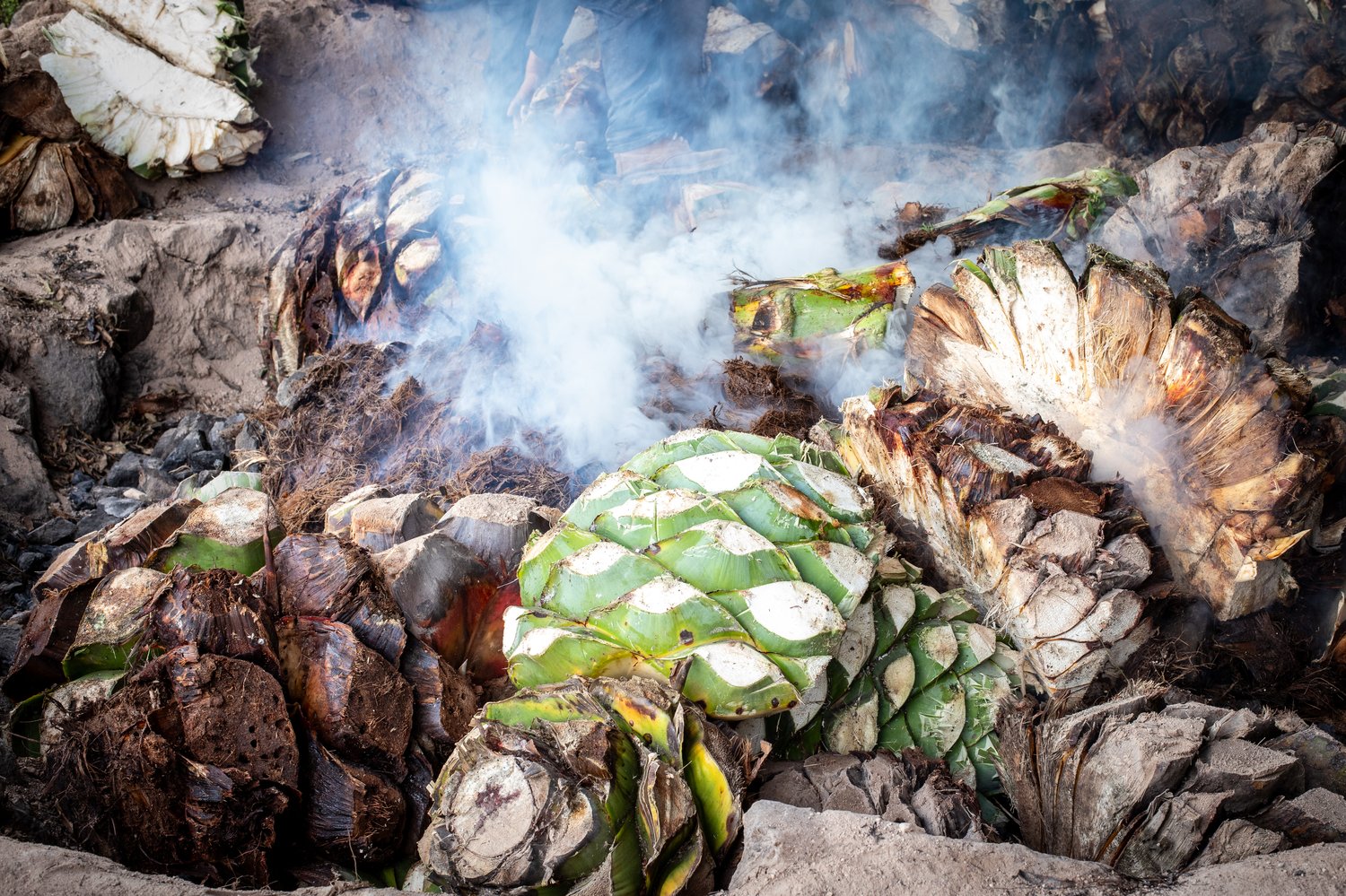 A close-up documentary photograph of agave piñas being roasted inside an earthen pit oven (horno) in Oaxaca, with thick white smoke rising from the charred and green agave hearts.