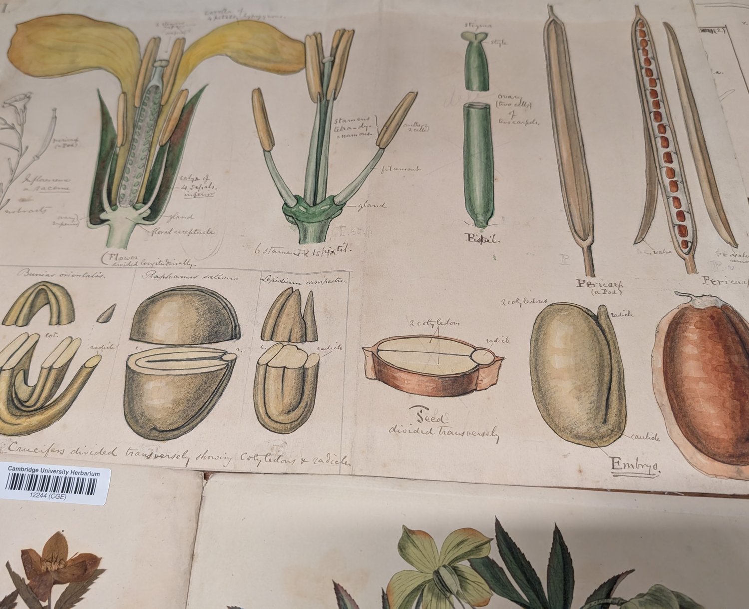 Botanical drawings of parts of a plant