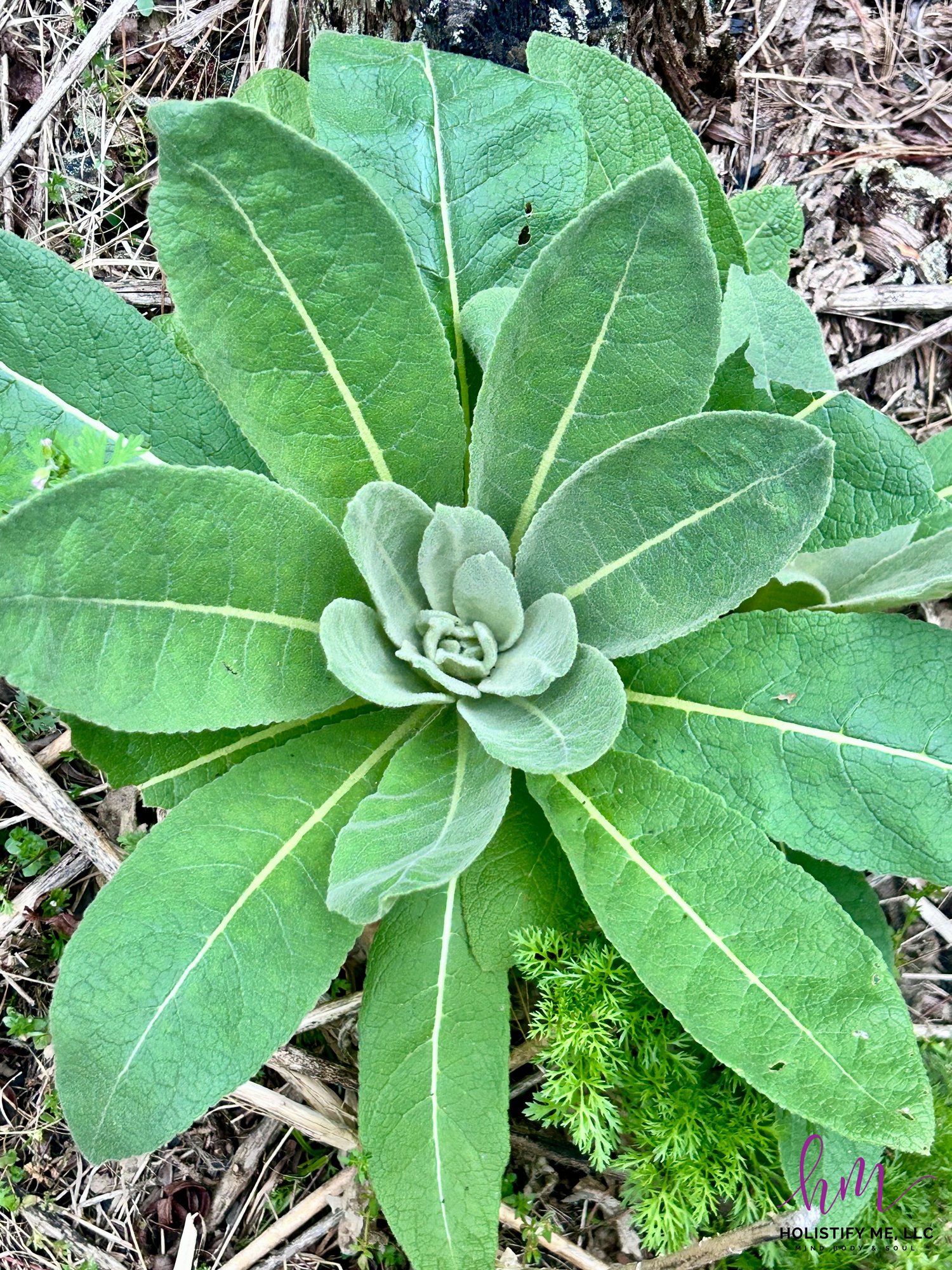 Mullein