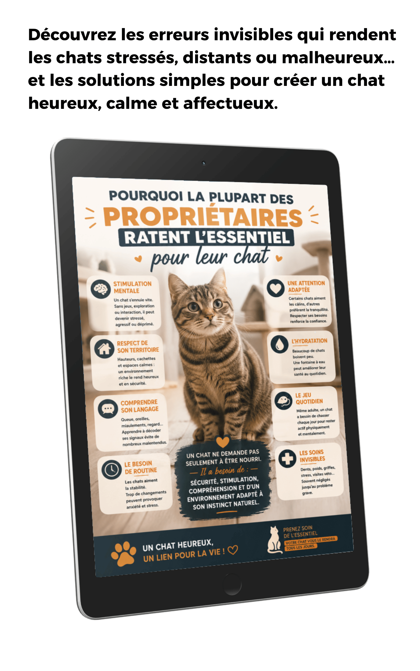 Les besoins essentiels des chats