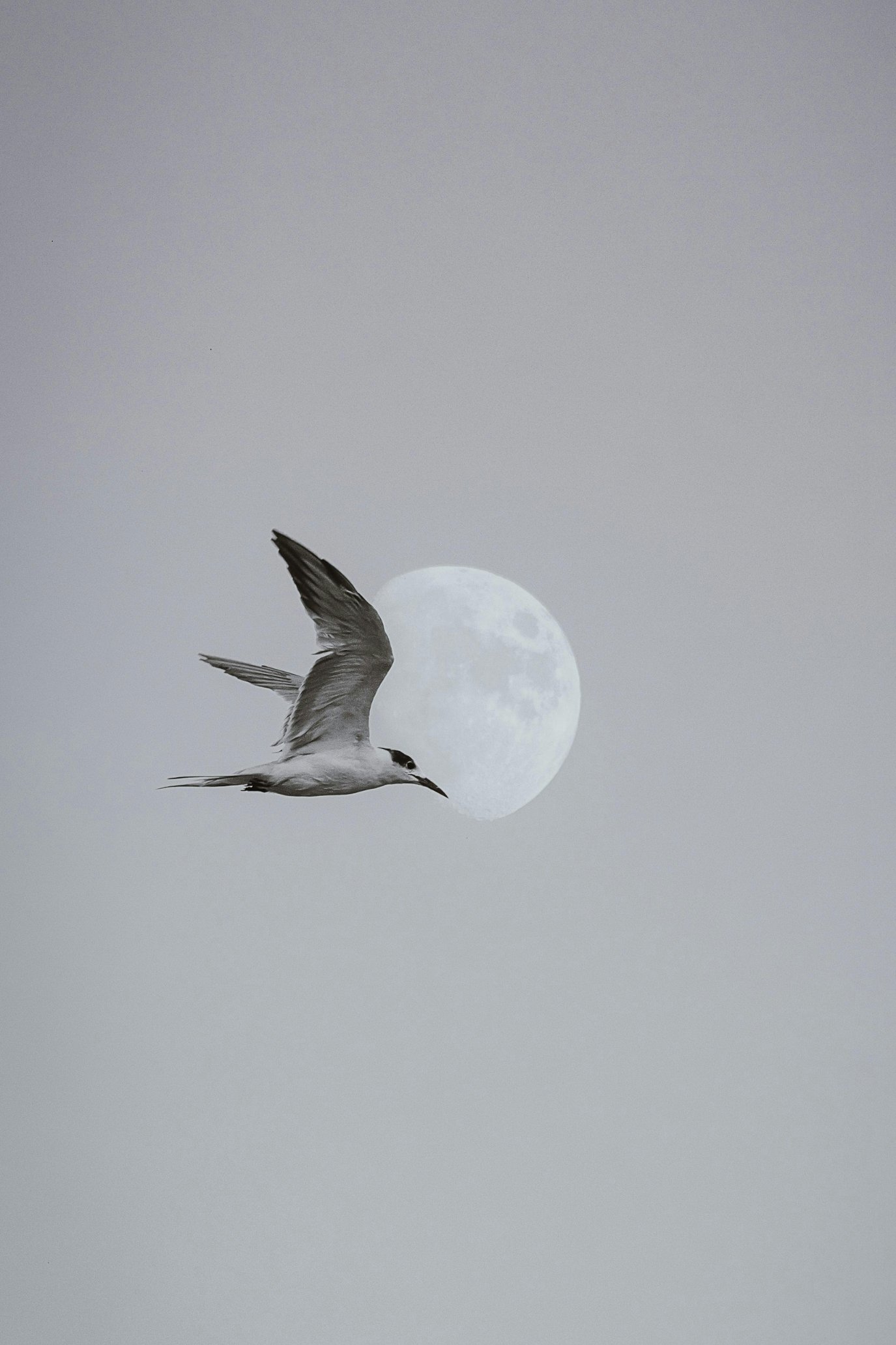 A bird in flight against a soft grey sky with a full moon in the background, captured in muted tones.