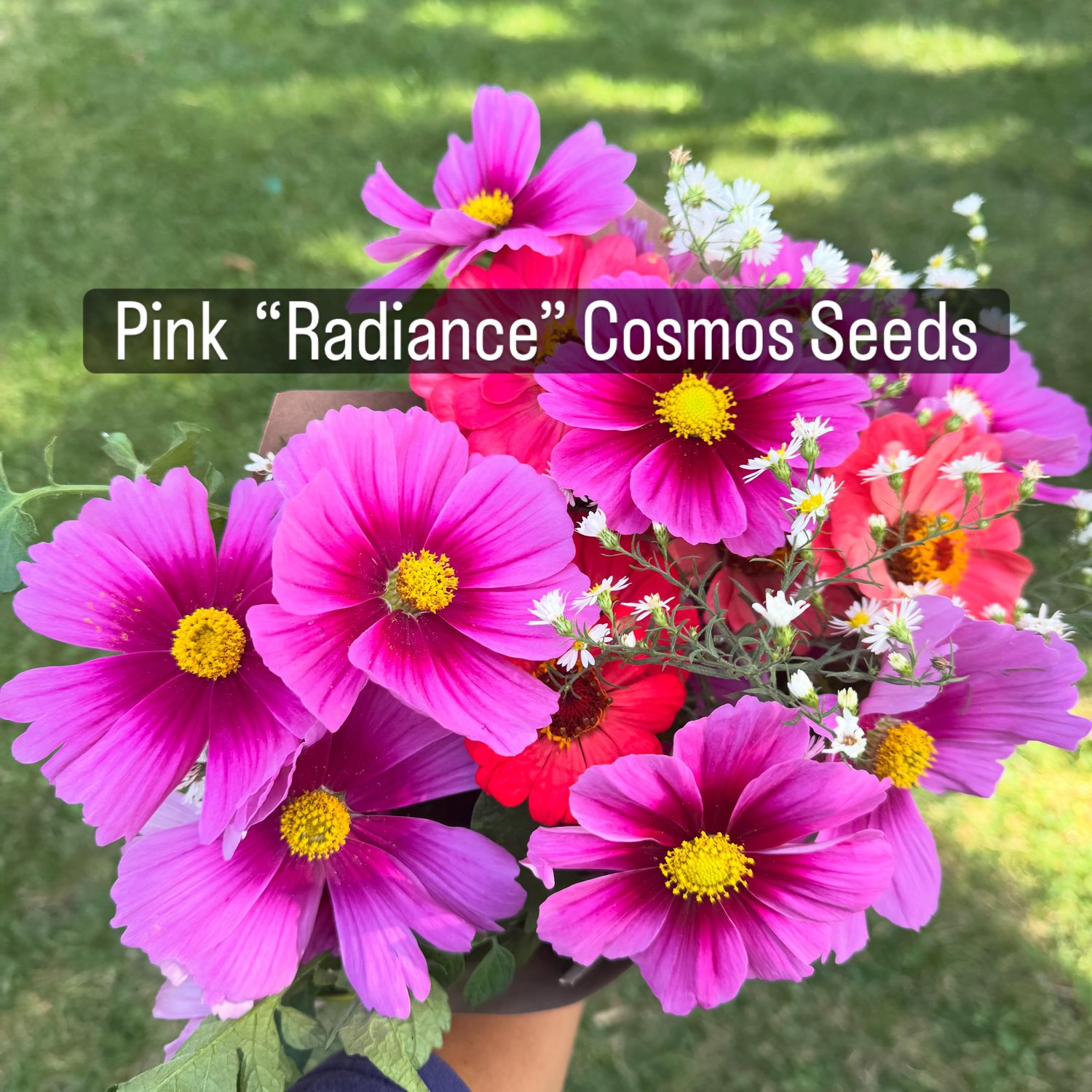 pink radiance cosmos flowers