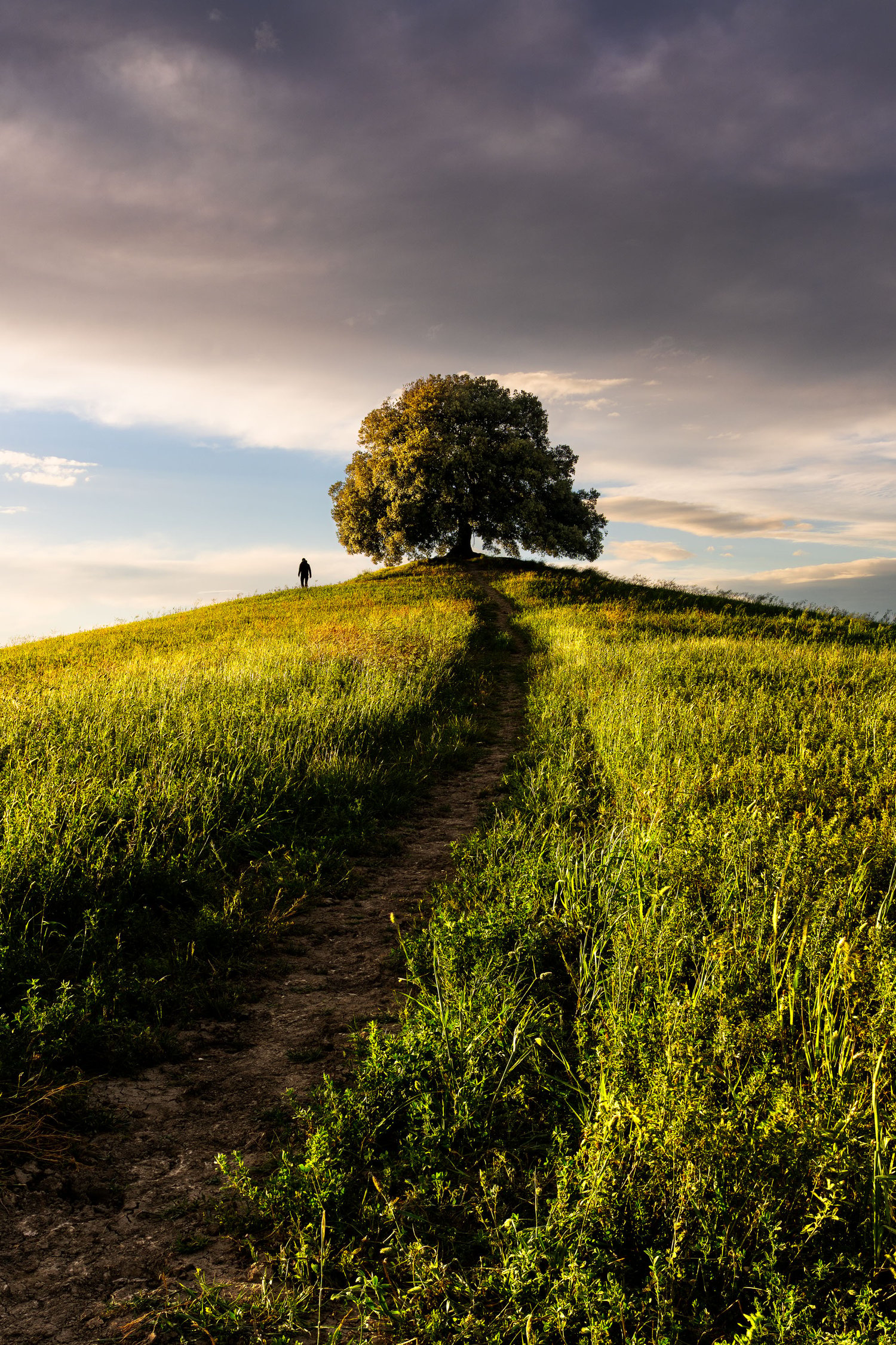 Tuscany lone oak tree sunset 3 - light and person