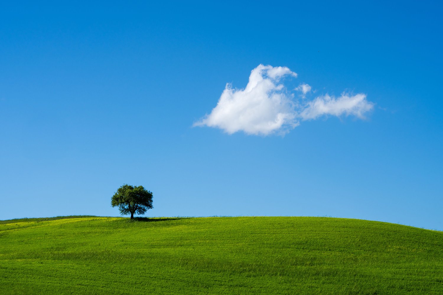 Tuscany lone tree 2026 windows xp bliss wallpaper landscape photography italy minimalism