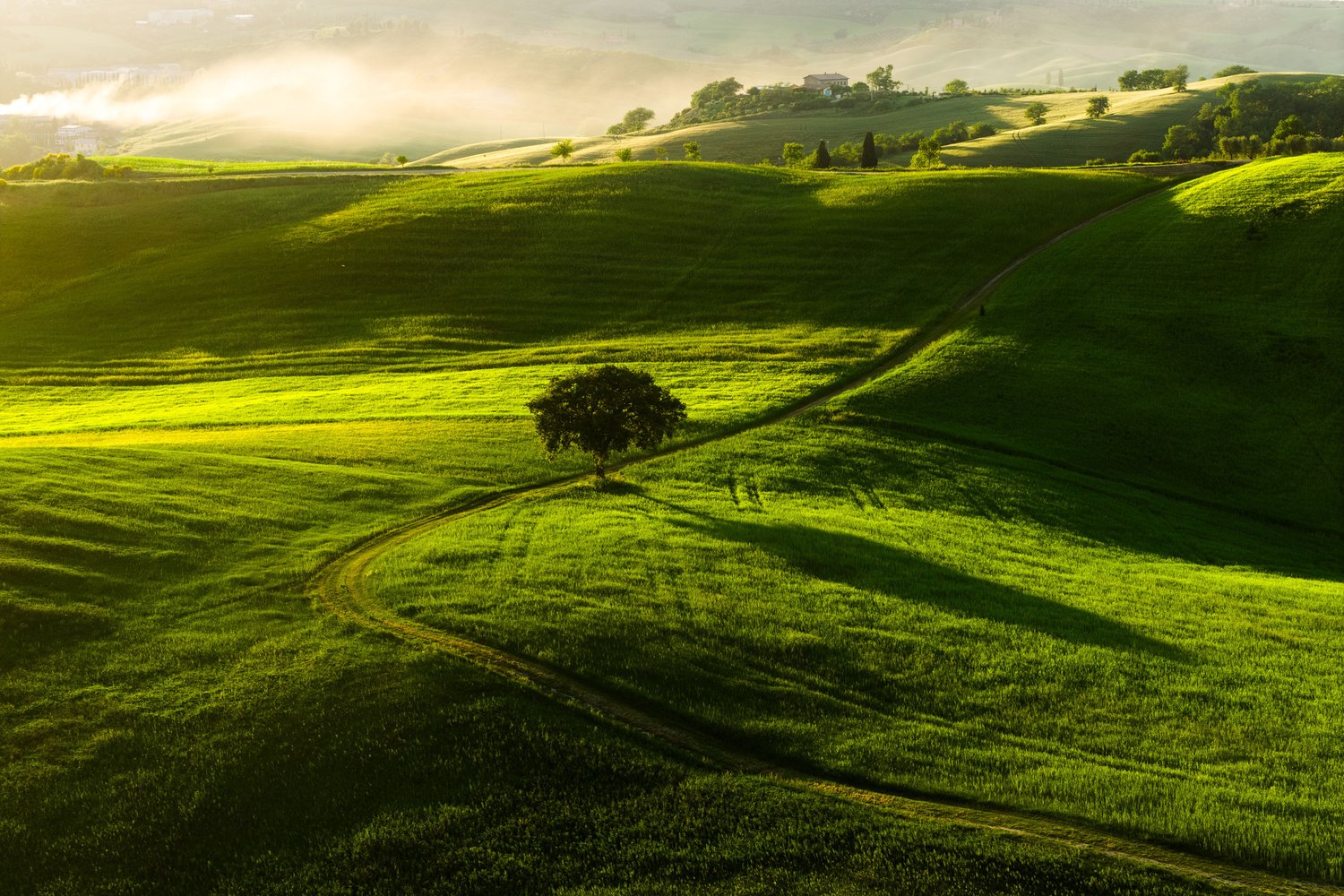 Tuscany lone tree drone aerial light 1 sunset