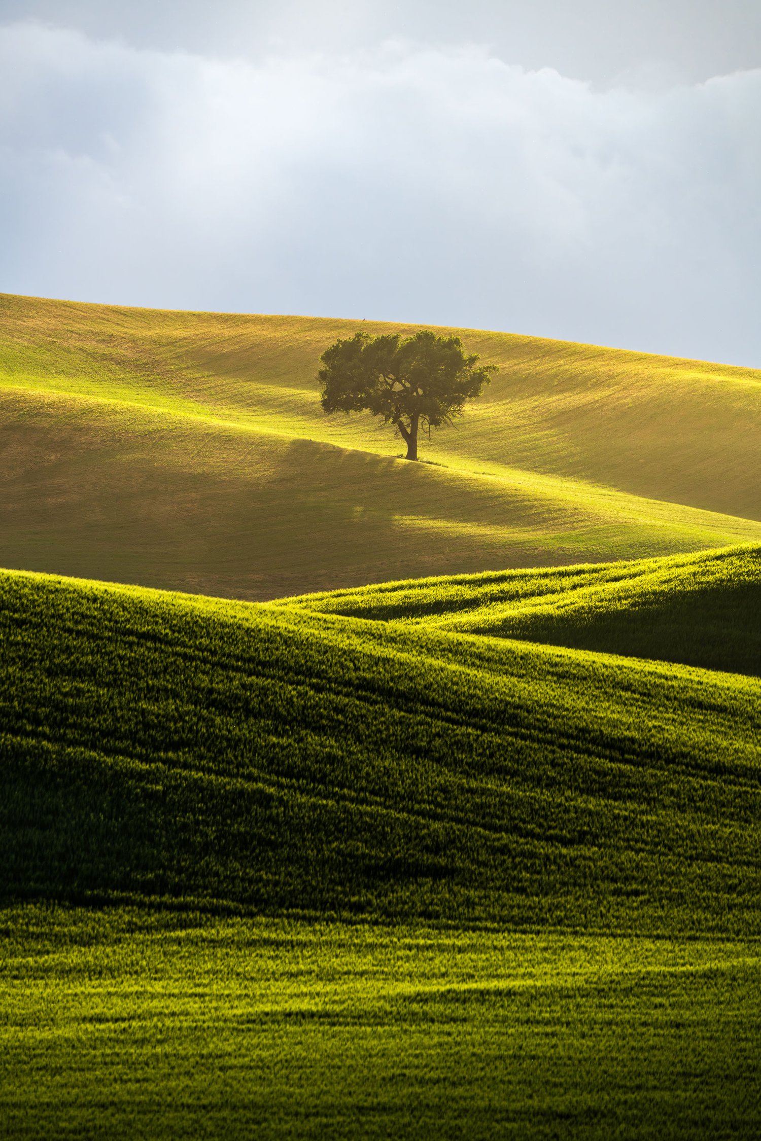 Tuscany fields lone tree abstract lines pattern landscape photography italy