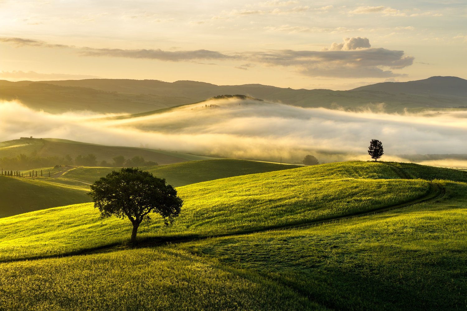 Tuscany tree morning aerial drone landscape photography rural fog atmosphere sunrise golden light hour