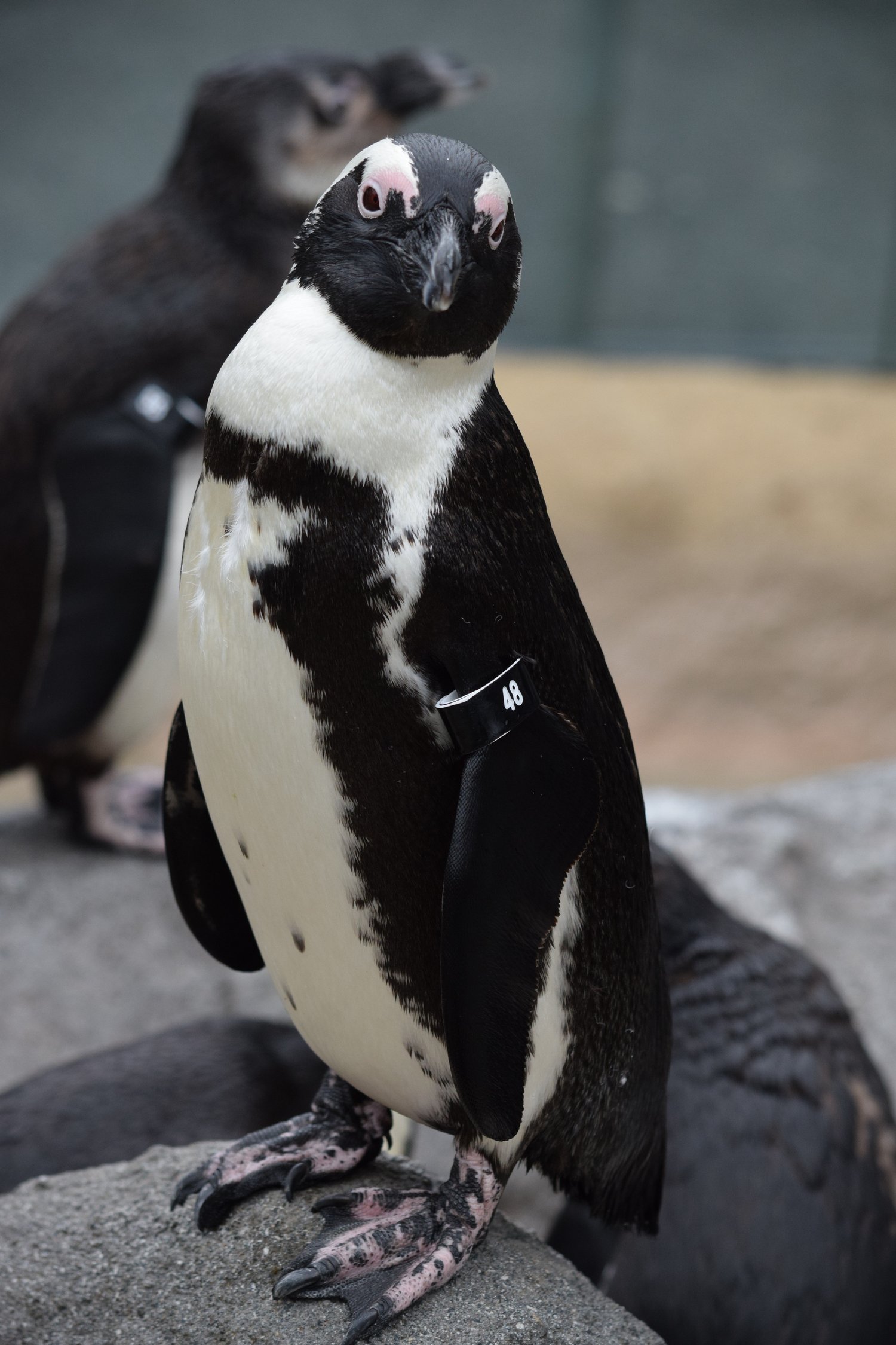 Penquin at Philadelphia zoo