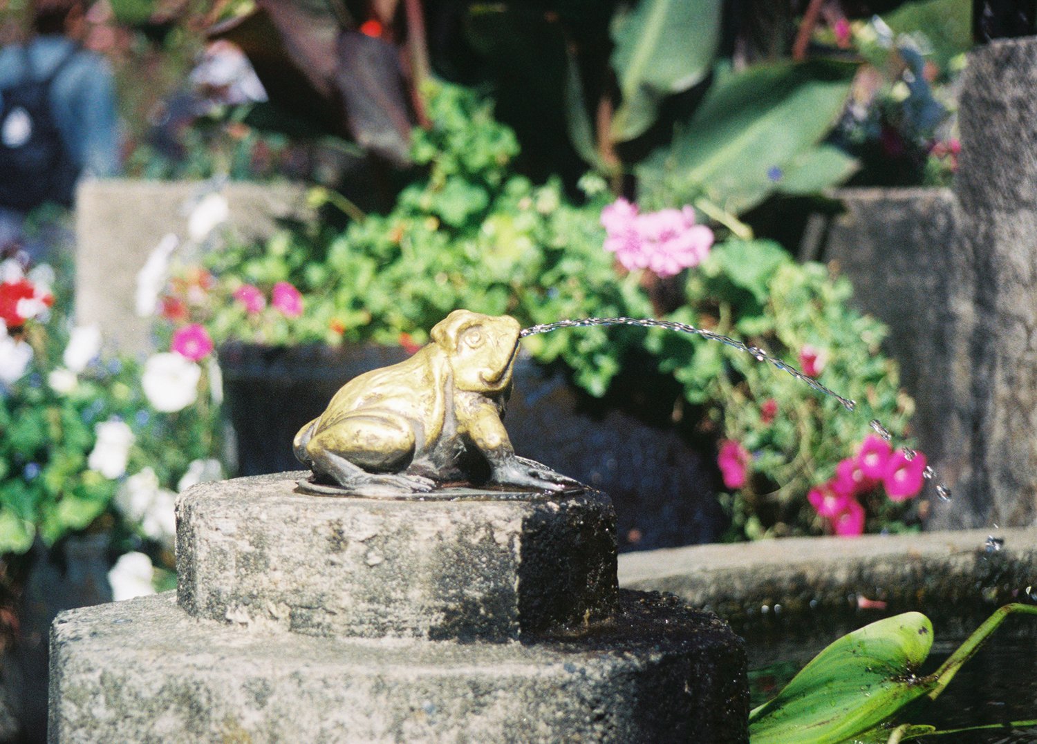 Frog fountain in Butchart Gardens