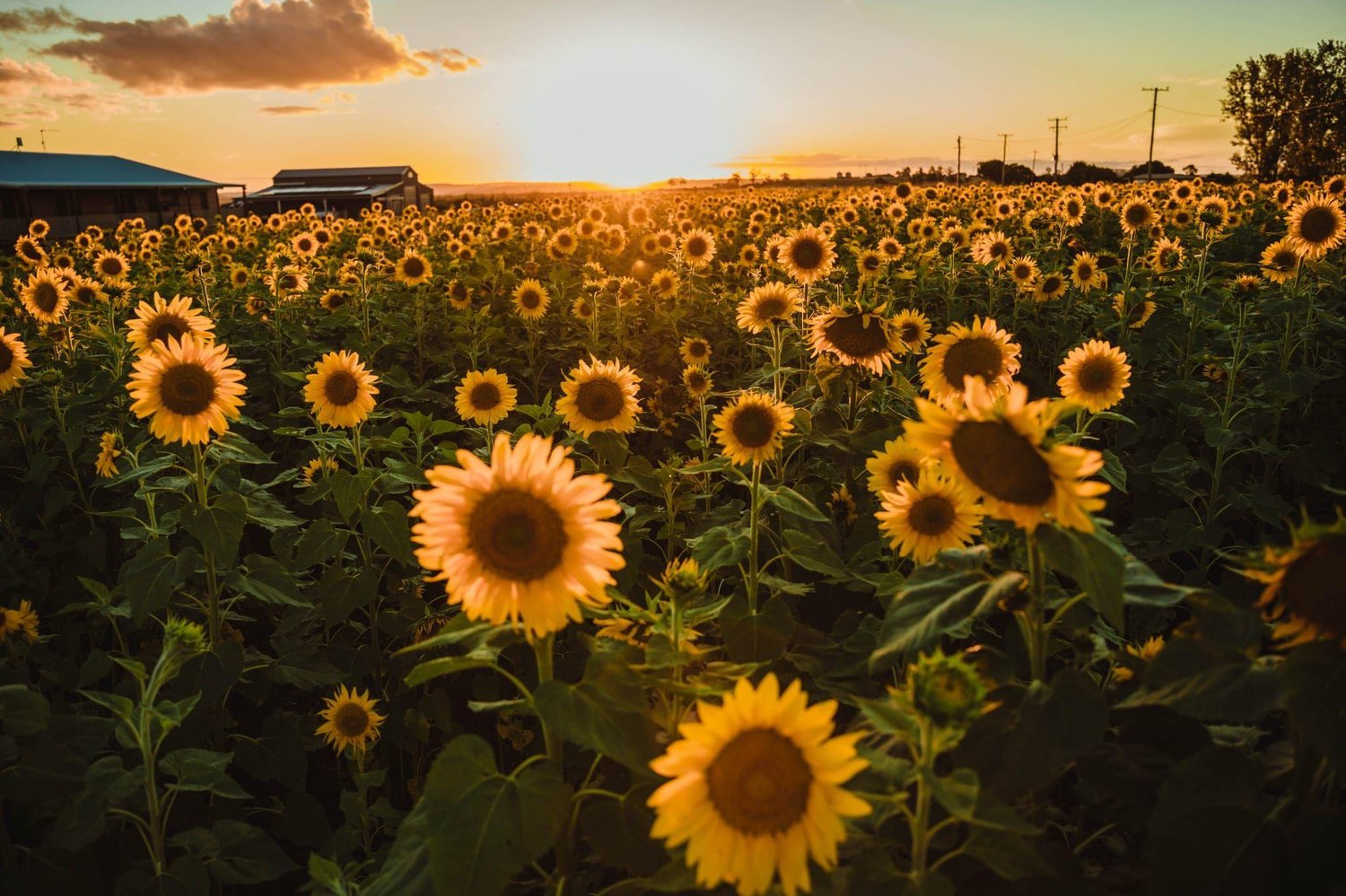 Field of sunflowers