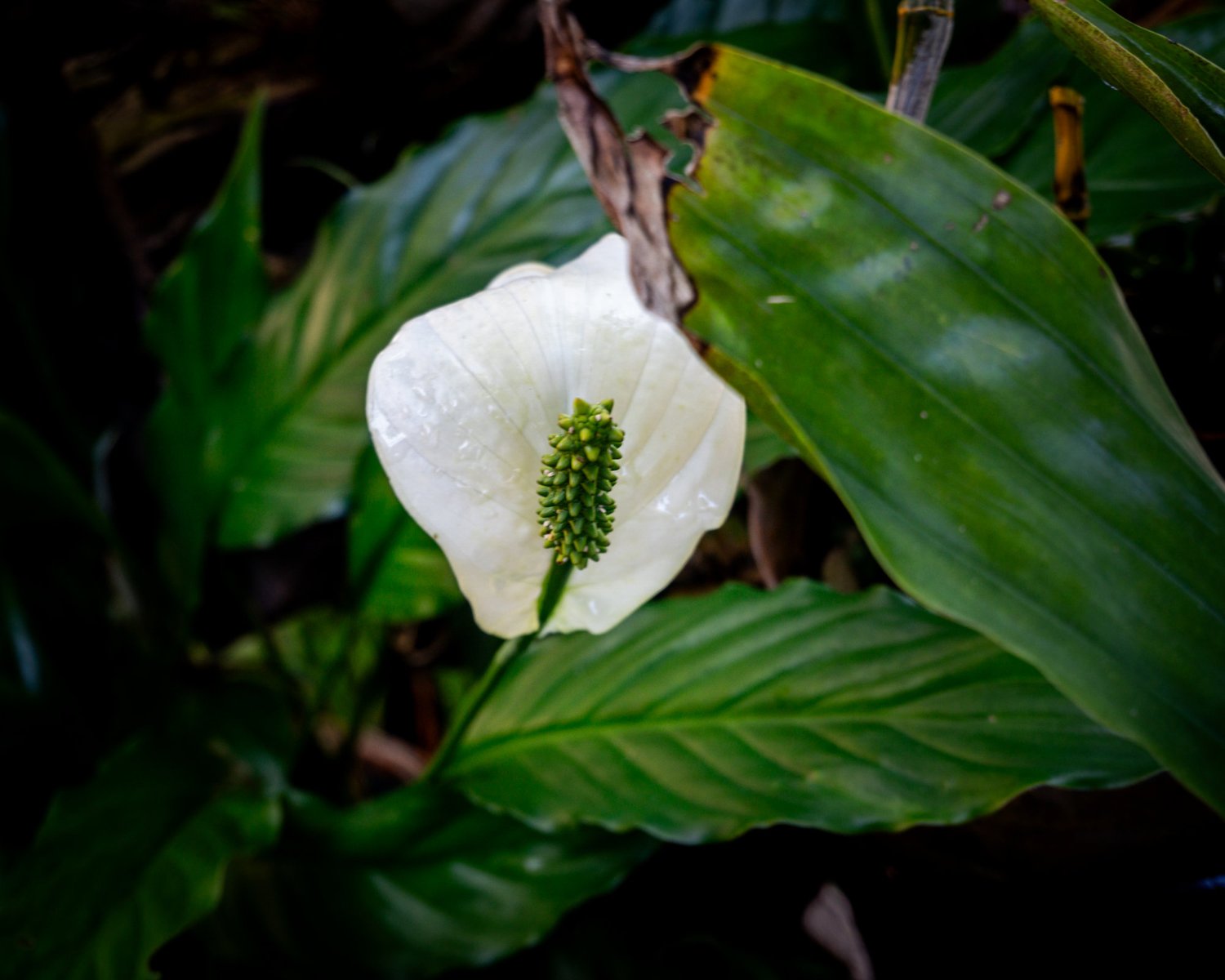 A close-up horizontal photograph of a single white peace lily flower with water droplets on its petal, surrounded by large, textured dark green leaves.