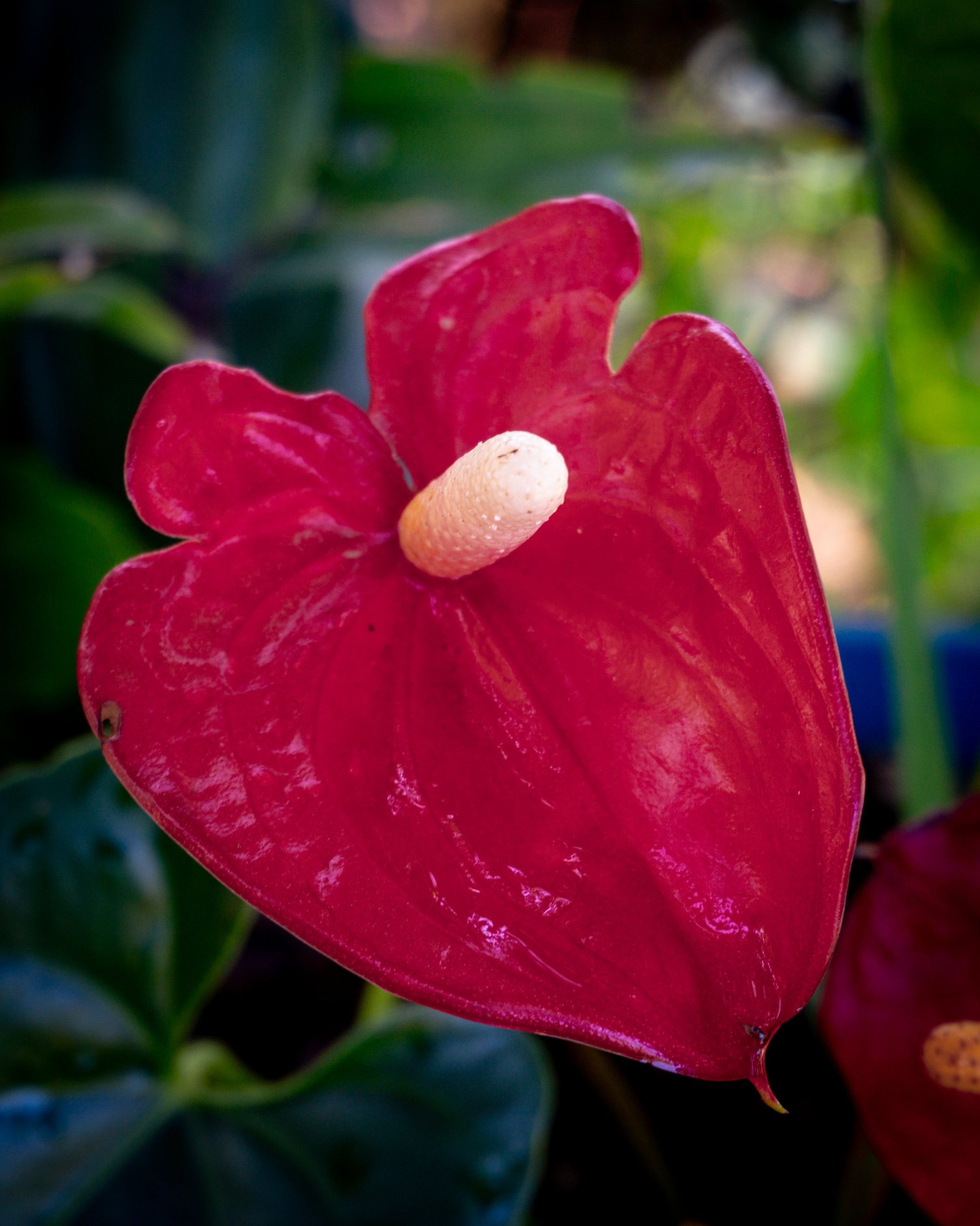 A vibrant vertical close-up photograph of a glossy red heart-shaped anthurium flower with a pale cream spadix