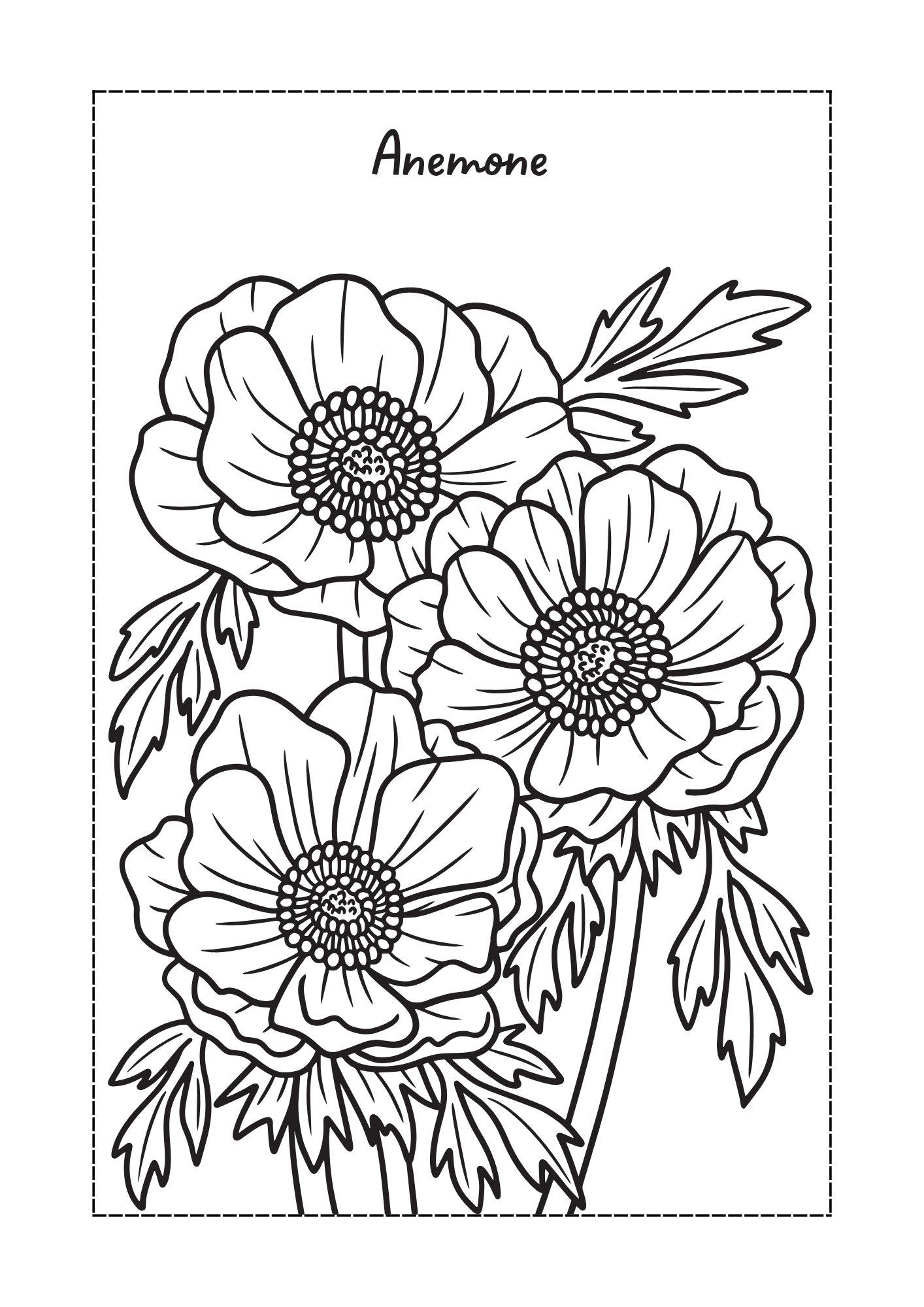 Anemone flower