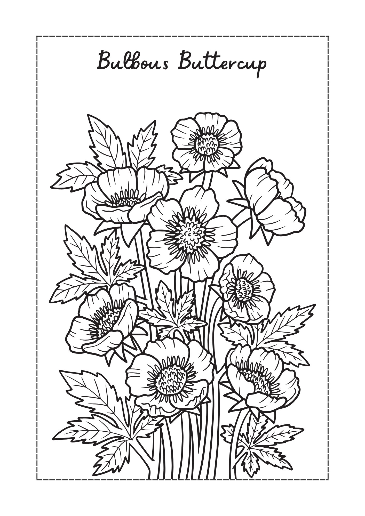 Bulbous Buttercup flower