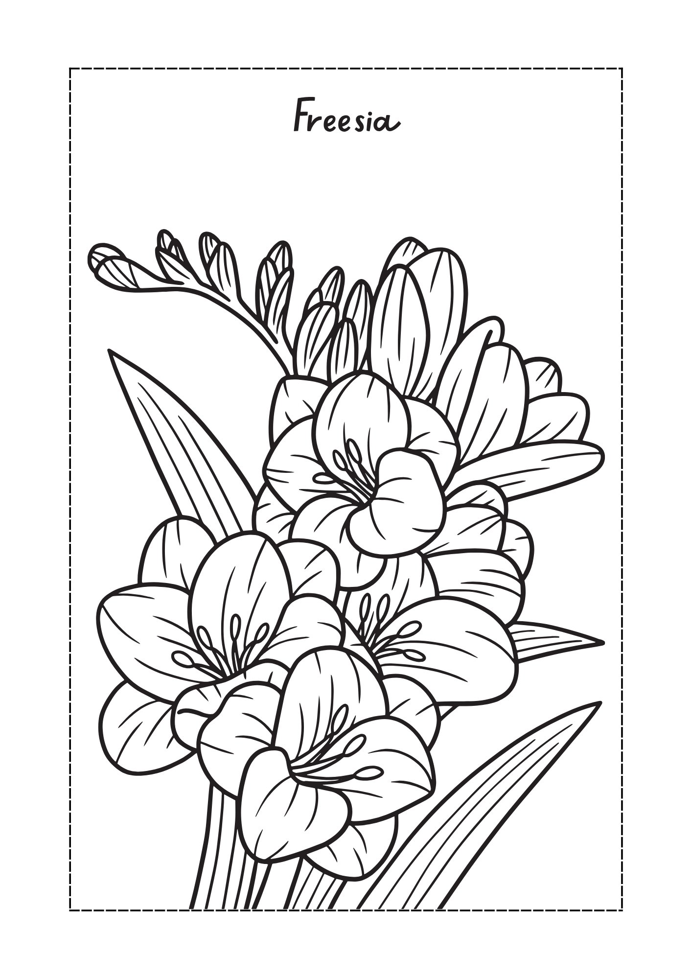 Freesia flower