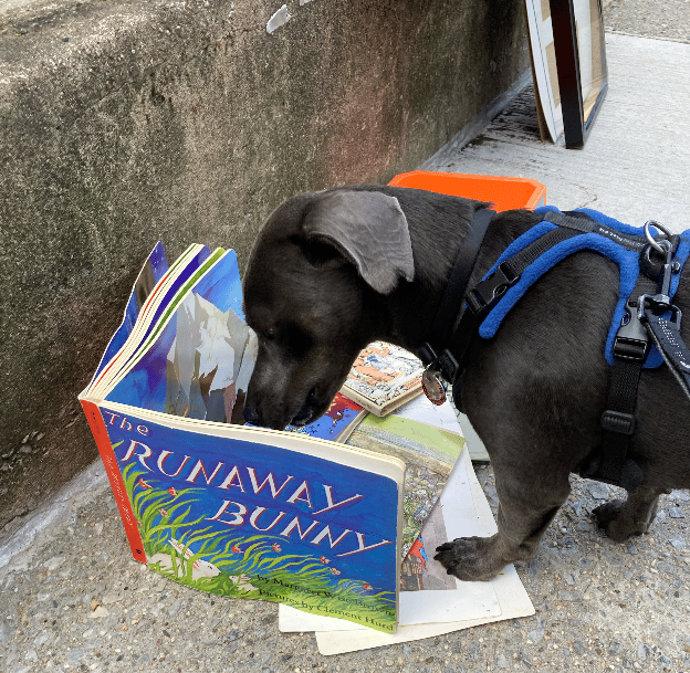 A curious dog looking at an open children's book.