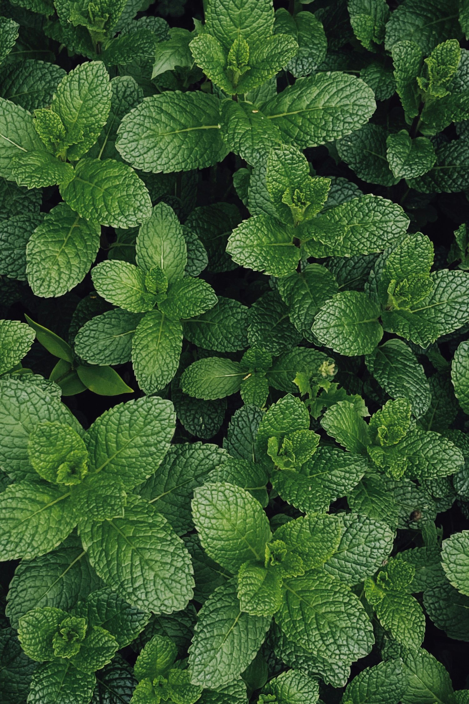 Mint for Digestion, Energy & Spiritual Clarity