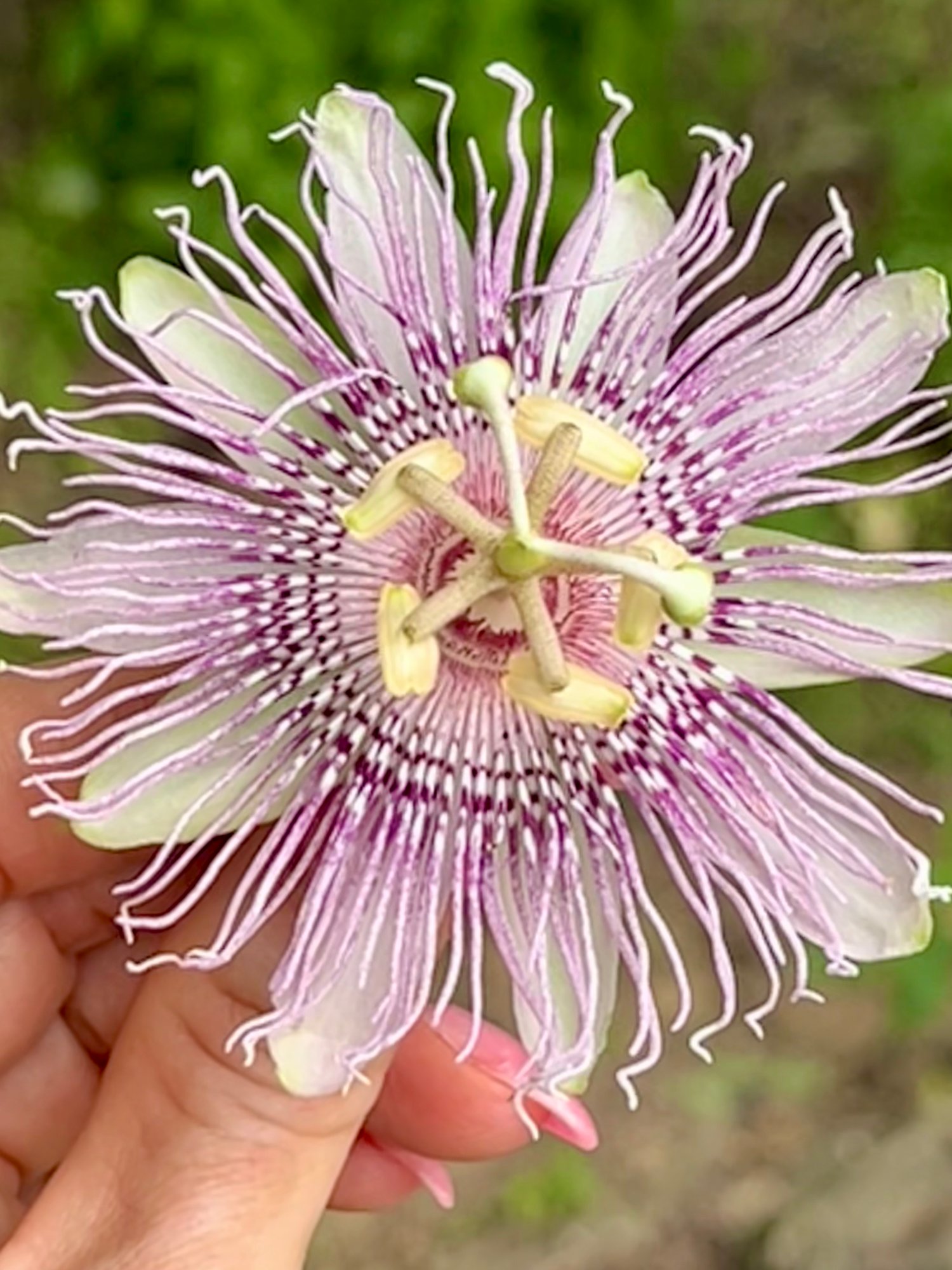 Passionflower: Nature’s Gentle Calm for the Mind, Body & Nervous System