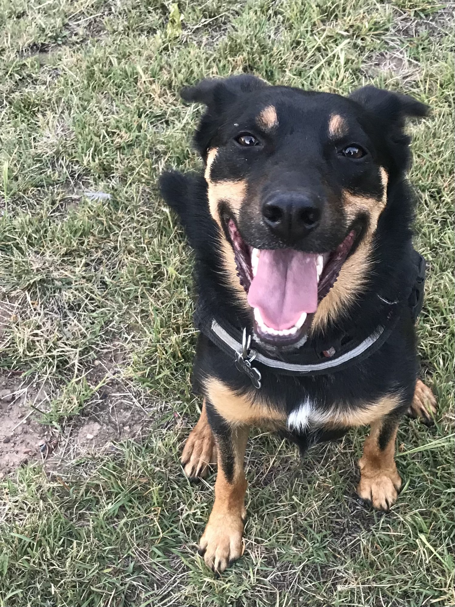 Happy working kelpie dog