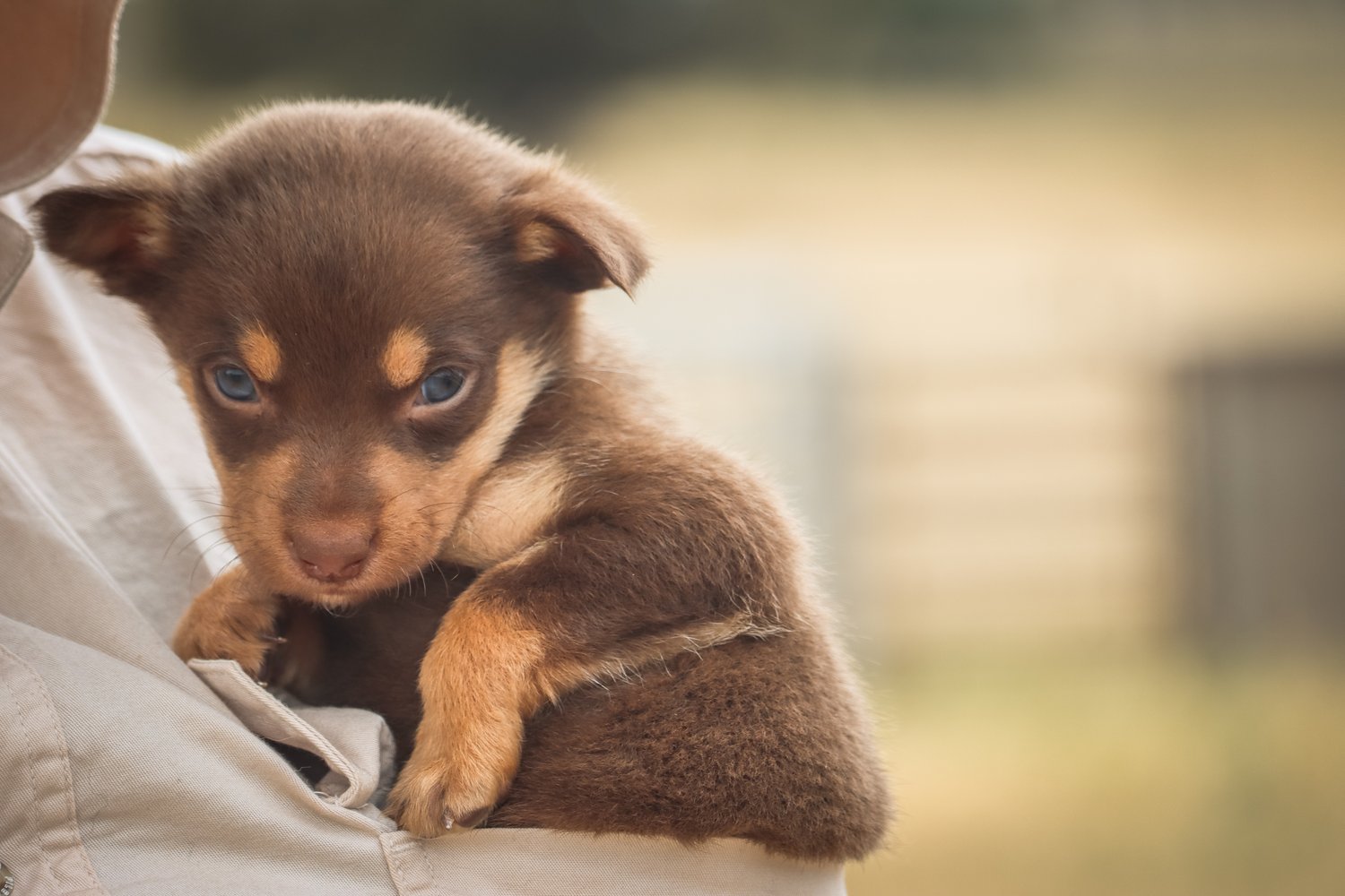 Kelpie pup held in arms