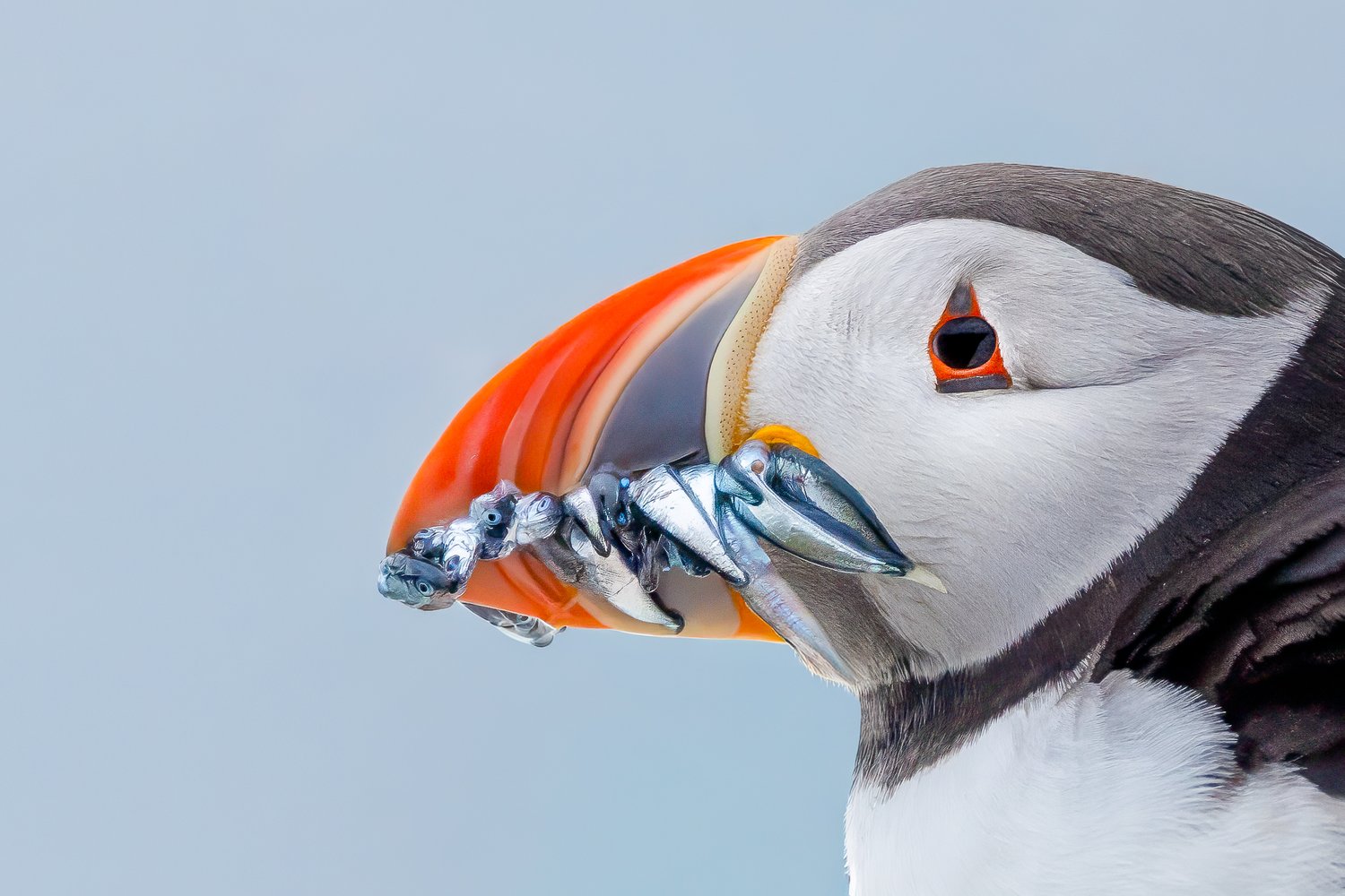 Picture of a Puffin with Sandeels in its mouth