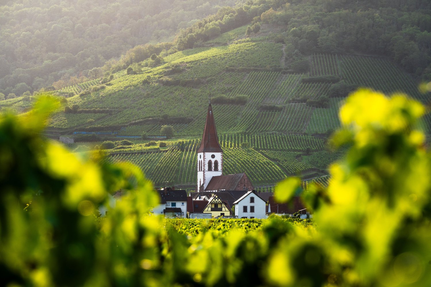 France Alsace Ammerschwihr church sunset wine ranks fields glow_1