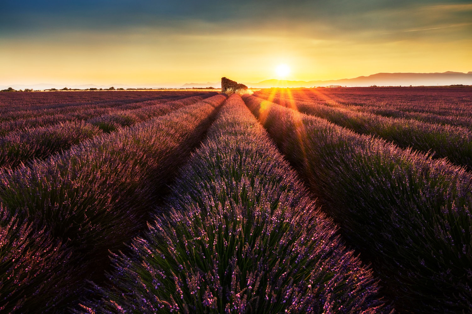 Lavender valensole morning ruin sunset fields