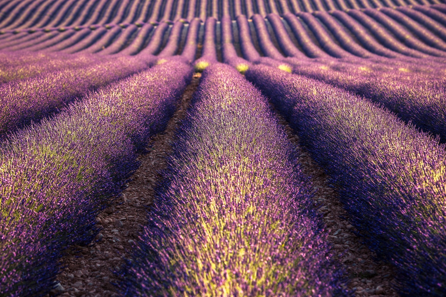 Lavender Fields Valensole epic waves rows hills