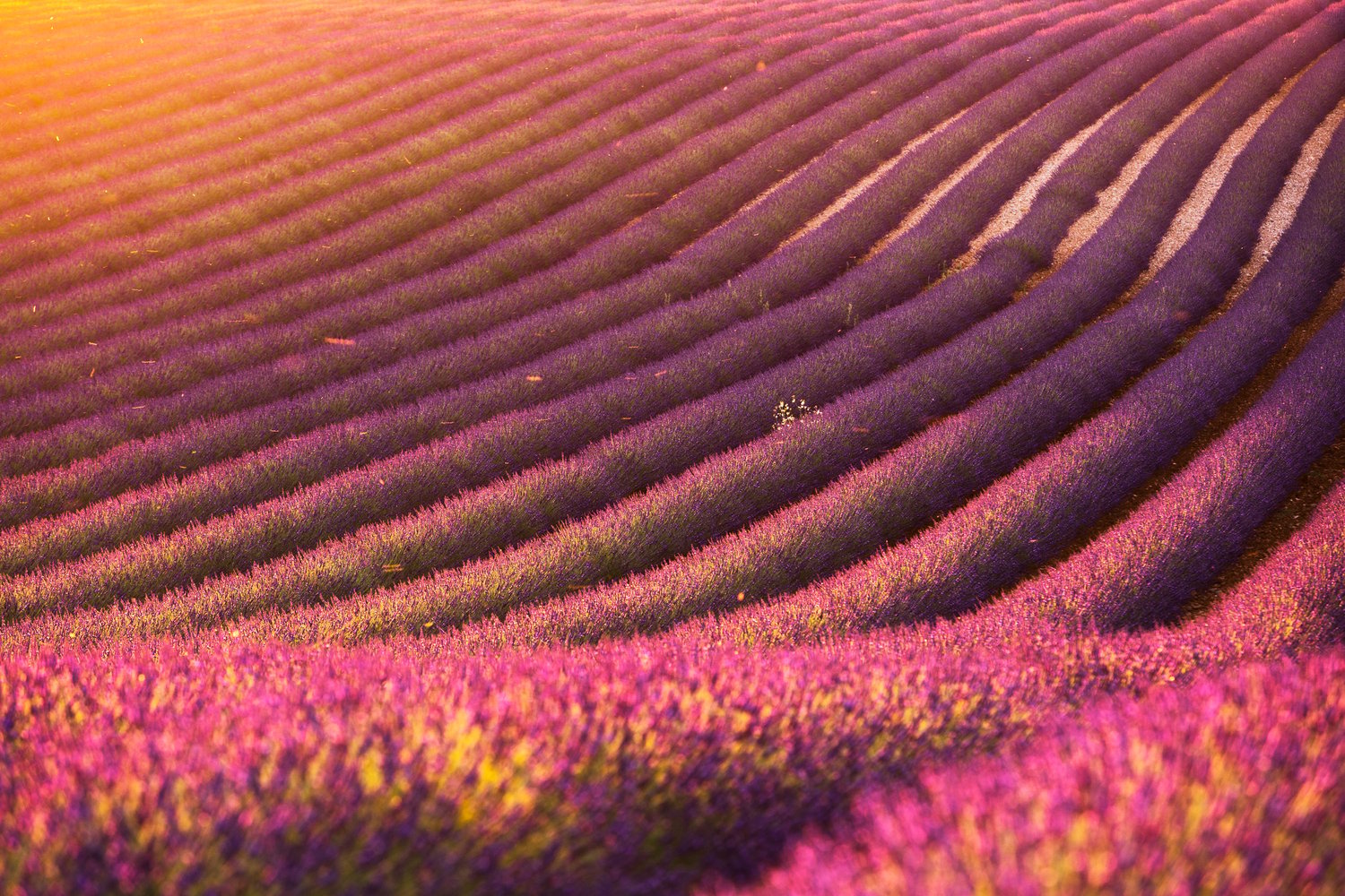 Lavender Fields sunset first day Valensole epic sun flare