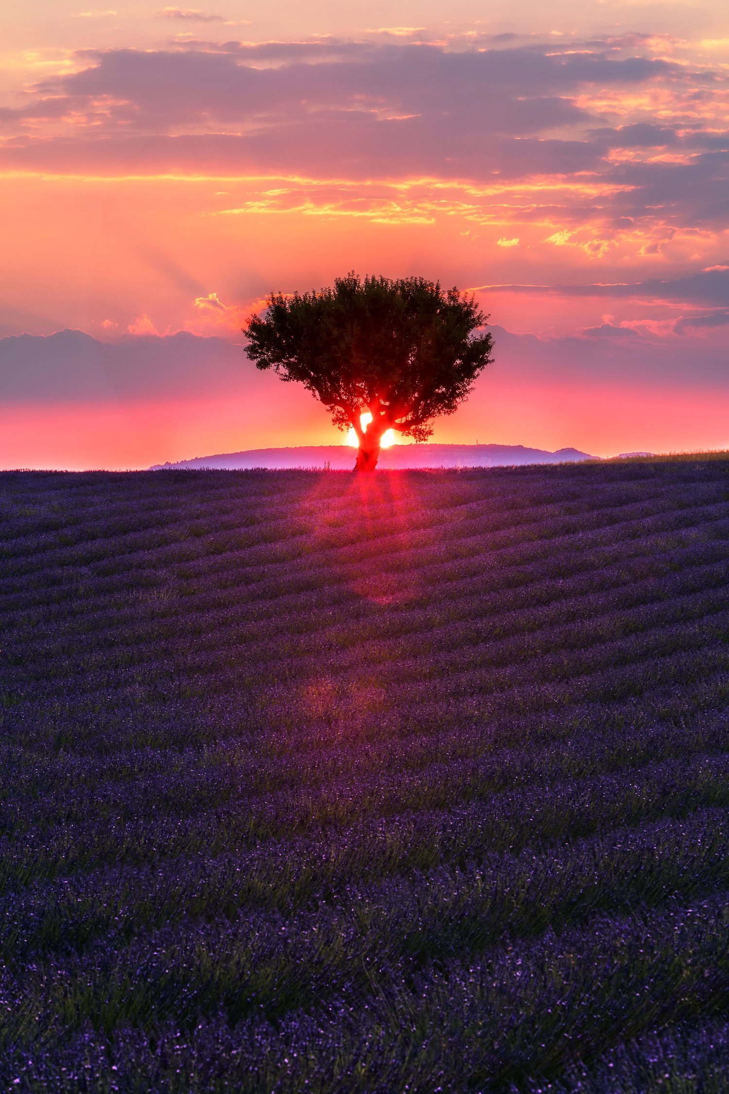 Lavender Fields sunset last day Valensole epic sun-1-1