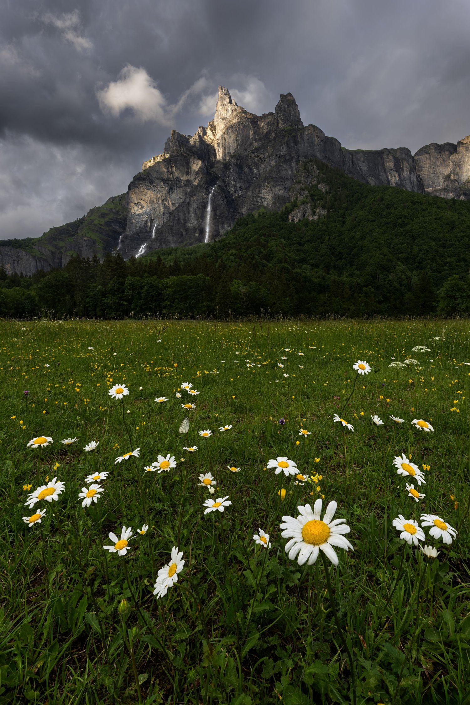 France sixt-fer-à-cheval french Alps mountain waterfall flowers landscape photography summer dappled light meadow moody 1_1