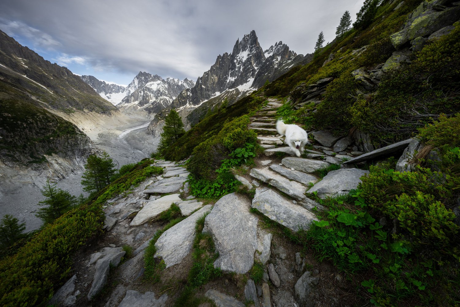 France Chamonix Mer de Glace Le Signal Forbes mountains glacier trail staircase dog_1