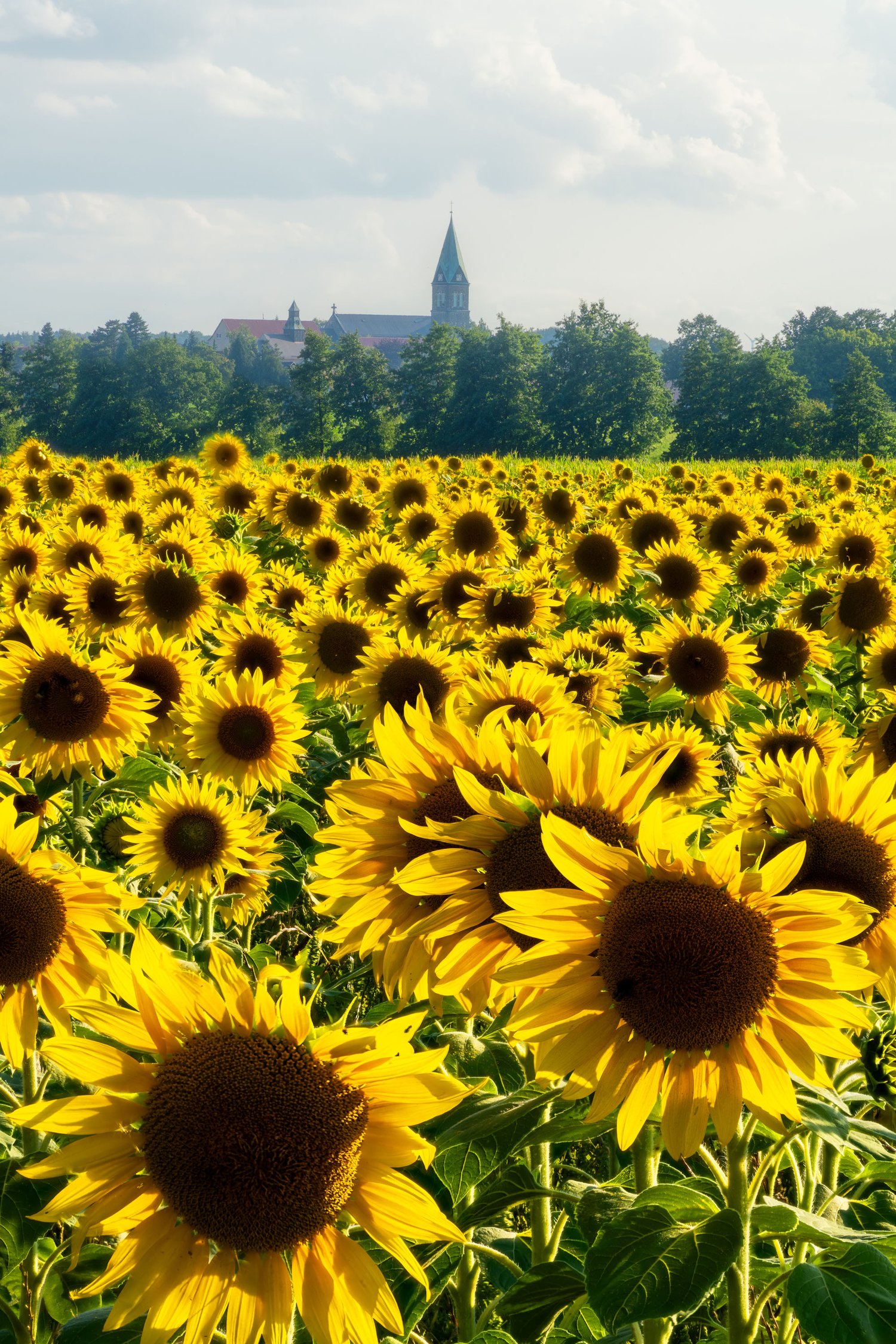 Sunflower field rural landscape flowers photography summer germany focus stacking