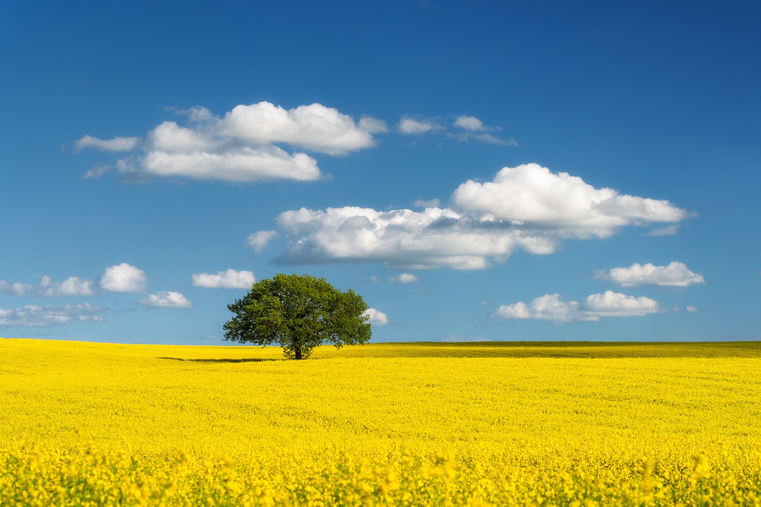 Lone tree Skanderborg rapeseed field canola rural agriculture landscape photography blue sky white clouds 1_1