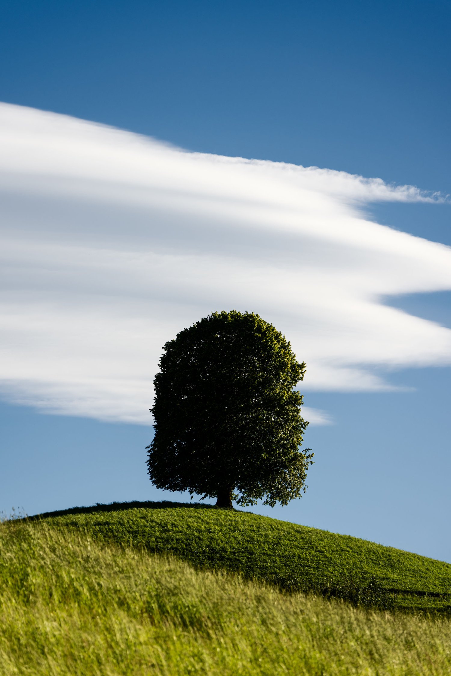 Switzerland three trees fine art landscape swiss alps hills blue sky sunset neuheim linden 9_1