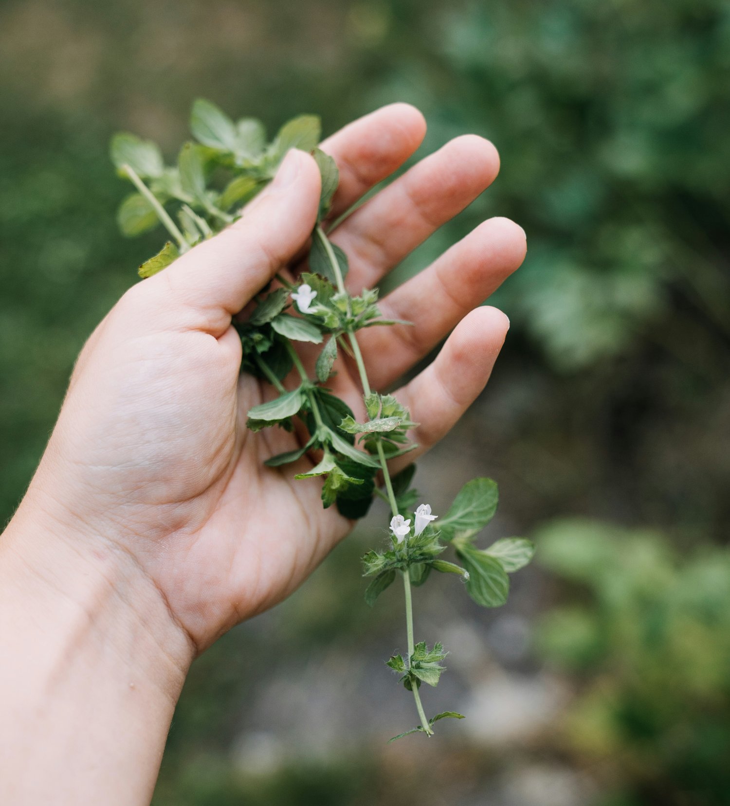 Hormone-Balancing Herbal Blend for Women: Nourishing Your Body Naturally Through Every Season of Life