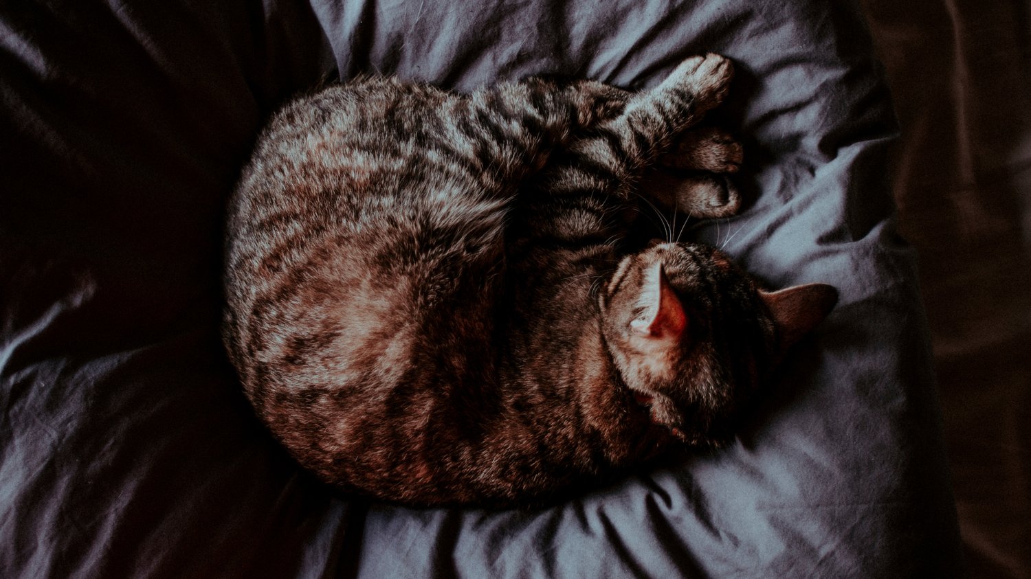 Tabby cat curled up in a deep, peaceful sleep on soft grey bedding, symbolizing the stillness and inner quiet needed to clear mental noise and tune into deeper guidance.