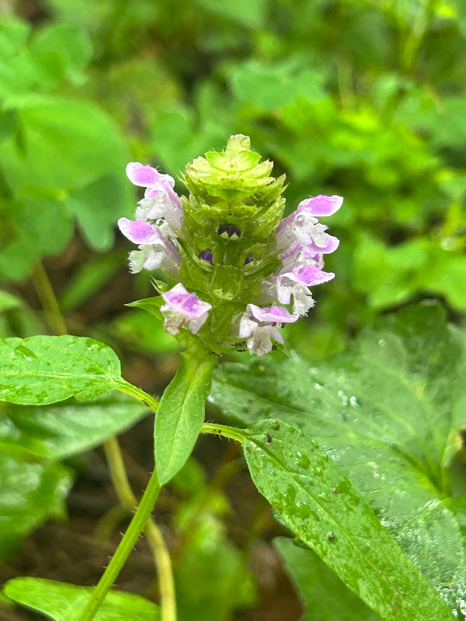 Heal-All: The Little Purple Herb with a Long History of Healing