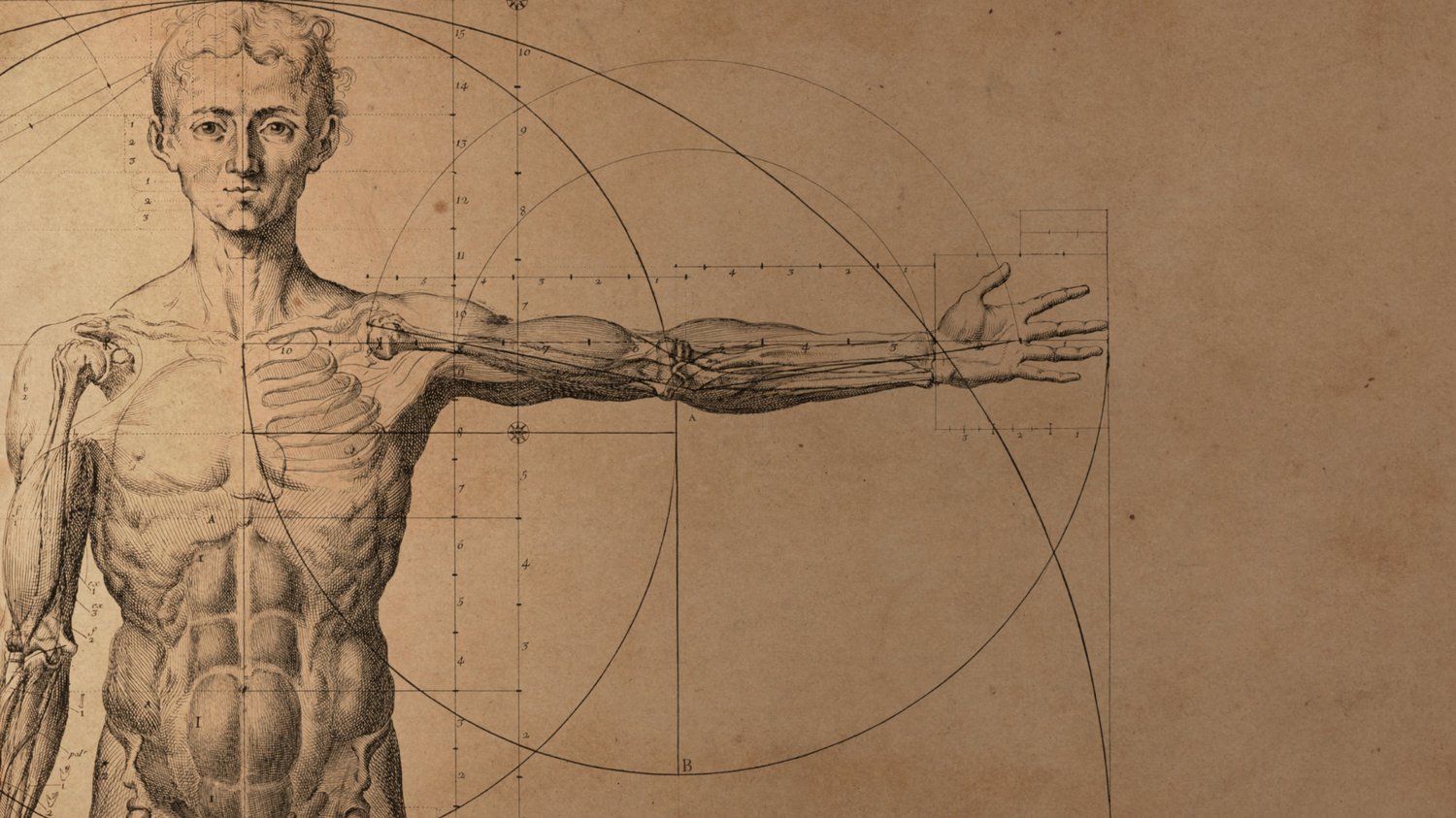 Vintage anatomical engraving of a man's upper body and outstretched arm on aged parchment, showing muscles, bones, and tendons in detail. The figure is set within geometric circles and measurement lines, styled after classic Vitruvian proportion diagrams, symbolizing the connection between the physical body and deeper structure.