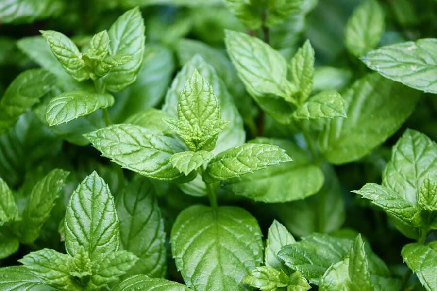 Feuilles de menthe fraîche aux nuances de vert éclatant, évoquant la phytothérapie, les plantes médicinales et les solutions naturelles. Illustration premium du site « Nature & Santé avec Patricia », invitant à rejoindre une communauté de plus de 497 000 passionnés de santé naturelle, d'aromathérapie, de nutrition et de prévention santé.