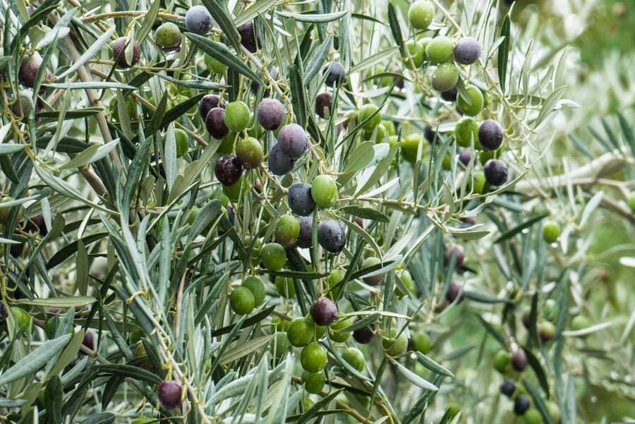 Branche d'olivier chargée d'olives vertes sous le soleil de Provence, symbole de nature, de bien-être et de santé naturelle. Illustration premium utilisée sur le site « Nature & Santé avec Patricia » pour inviter les visiteurs à rejoindre une communauté francophone dédiée aux remèdes naturels, à la prévention santé et aux conseils de bien-être.