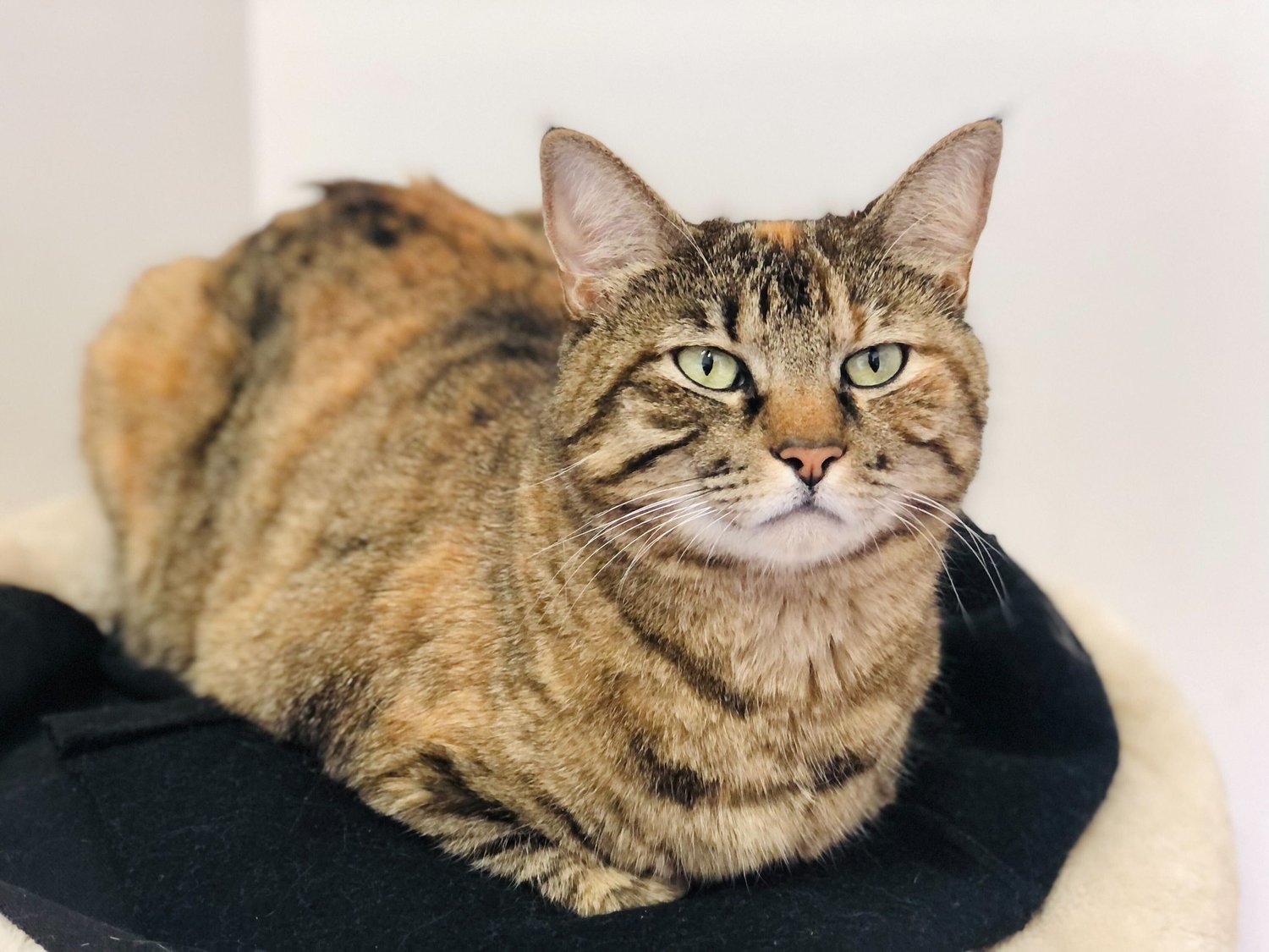 Frankie