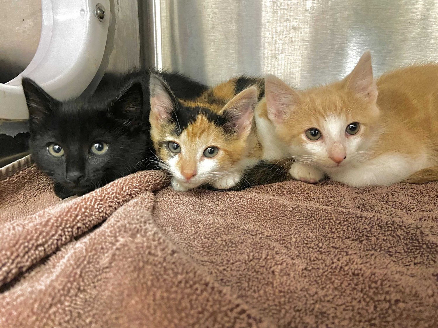 Skye, Hugo & Freya
