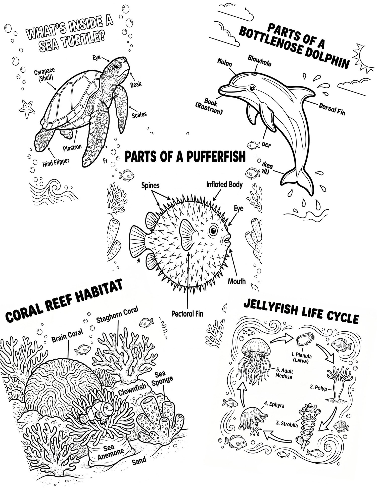 Ocean Animals coloring book cover for kids featuring labeled dolphin, orca, and jellyfish anatomy diagrams, sea turtle life cycle, and coral reef illustrations