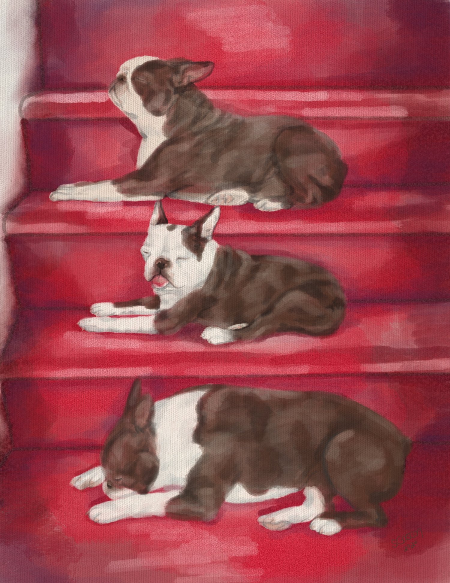 Three funny Boston Terriers on red background