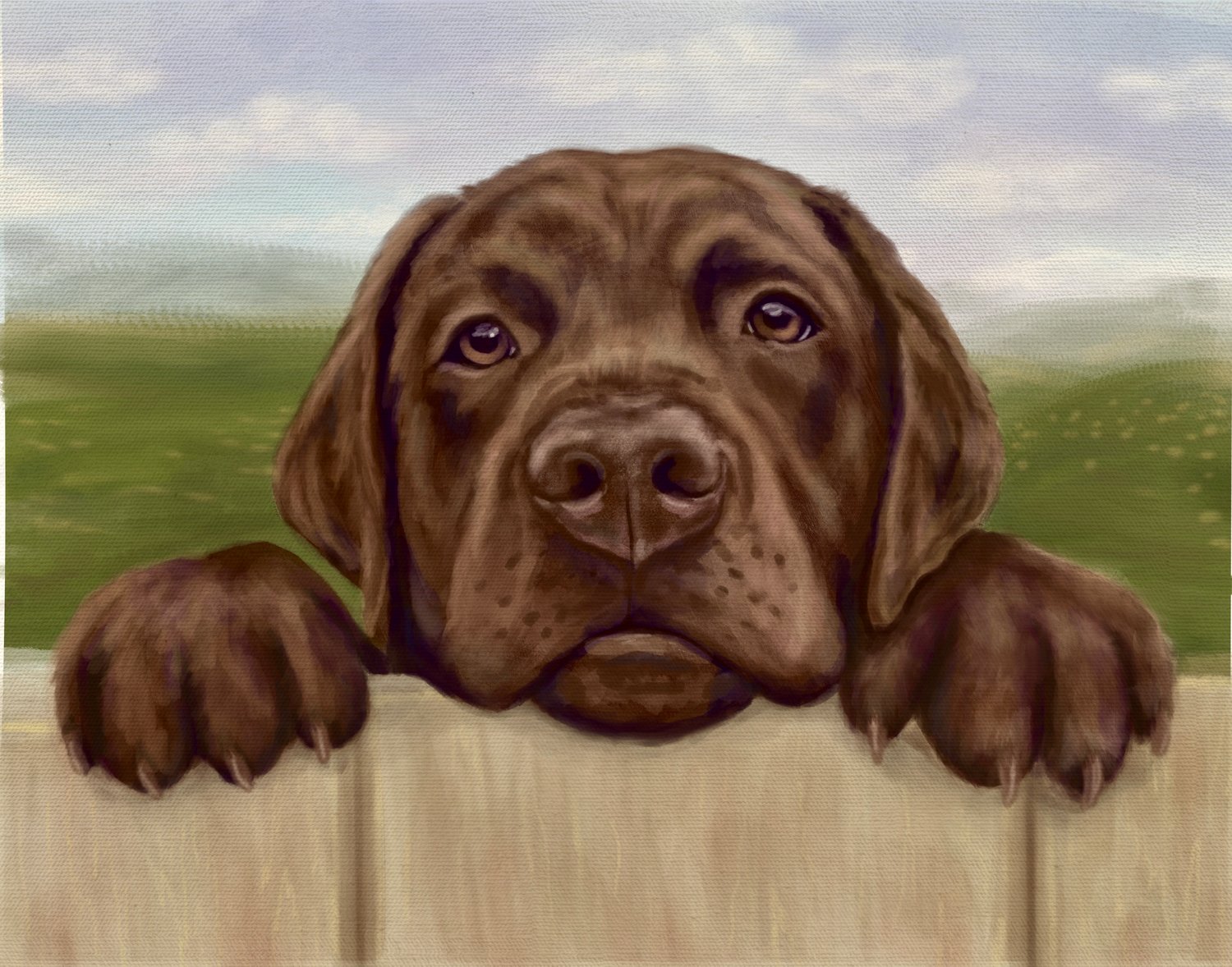 Chocolate Lab peeking over a fence Labrador Retreiver