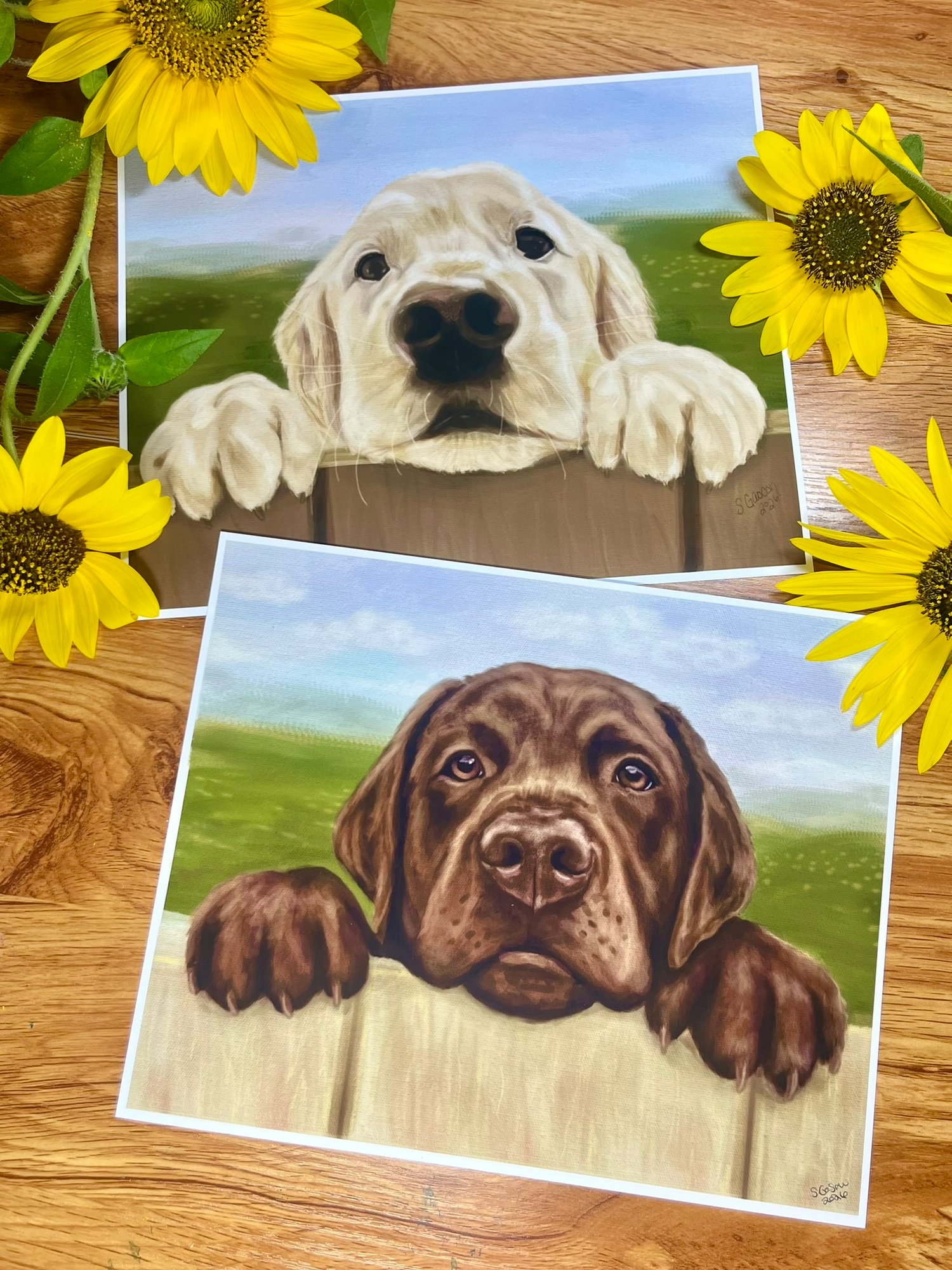 Chocolate Lab Yellow Golden Retreiver peeking over fence Labrador