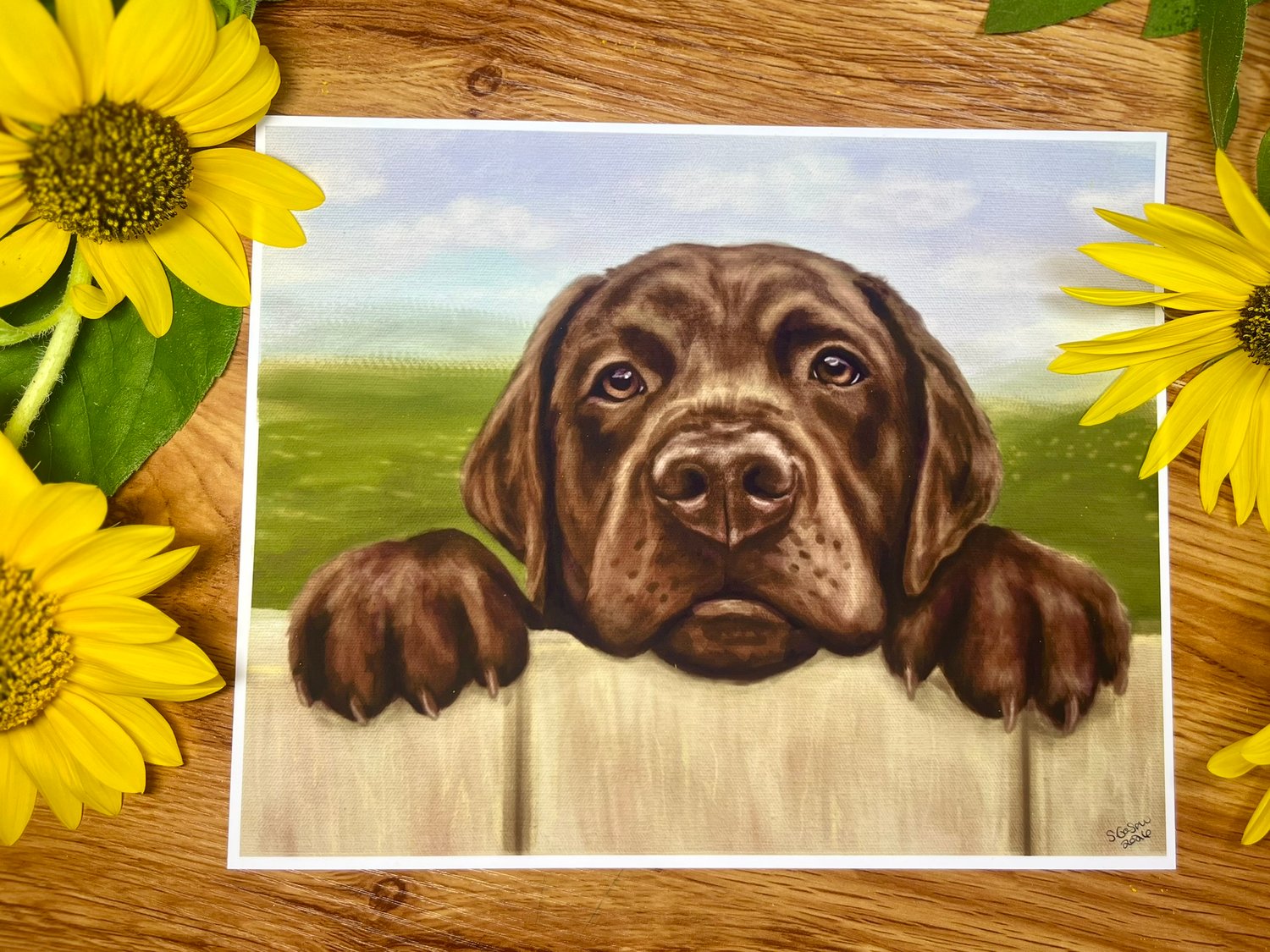 Chocolate Lab peeking over fence Labrador Retreiver